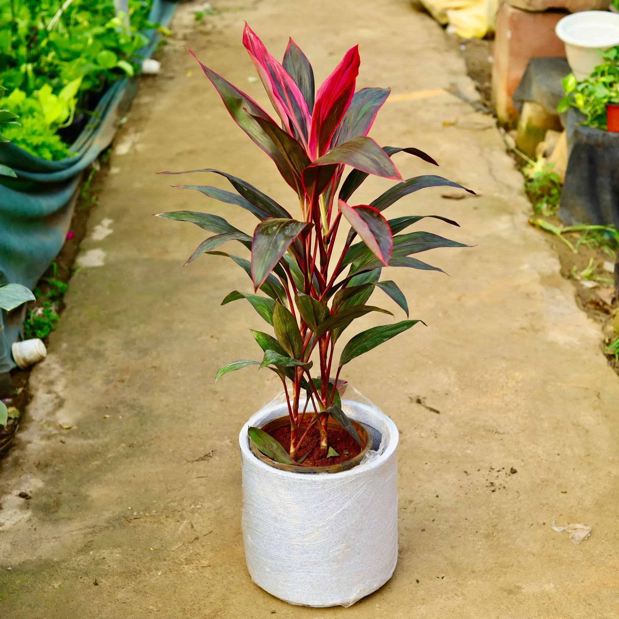 Dracaena Mahatma Pune in 11 X 11 Inch White Premium Dochieo Fiberglass Planter- Durable large size decorative fiber pot for indoor outdoor plants with 5 year warranty