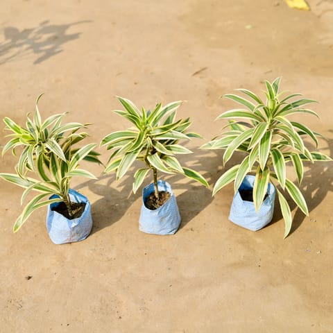 Set of 3 - Song of india in 4 Inch Live Plant Nursery Bag