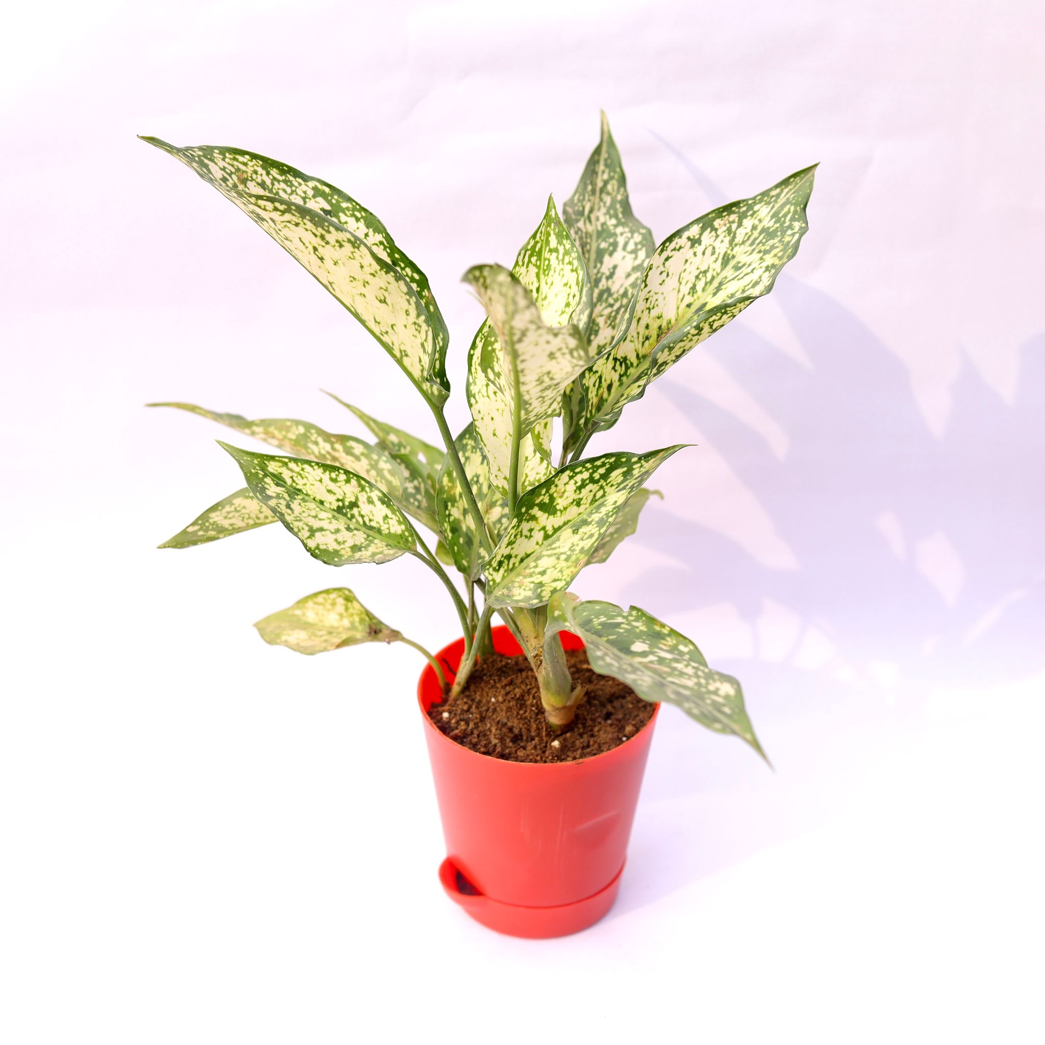 Aglaonema Snow White in 4 Inch Red Florence Self Watering Pot