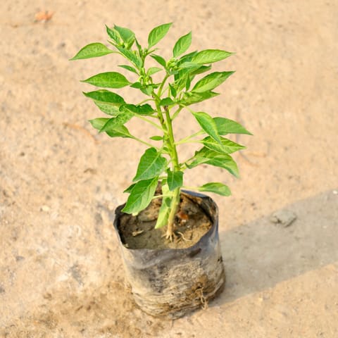 Mirchi / Chilli Plant in 3 Inch Nursery Bag