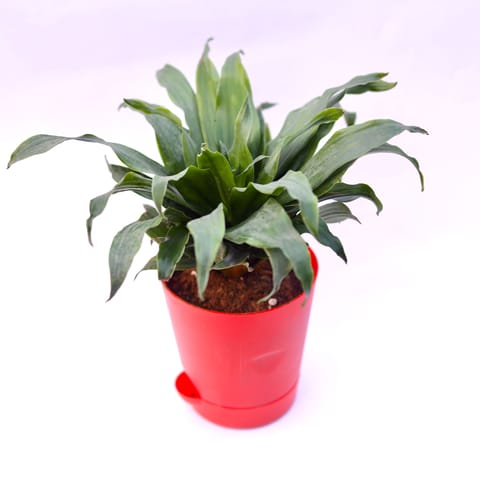 Dracaena compacta in 4 Inch Live Plant Red Florence Self Watering Pot