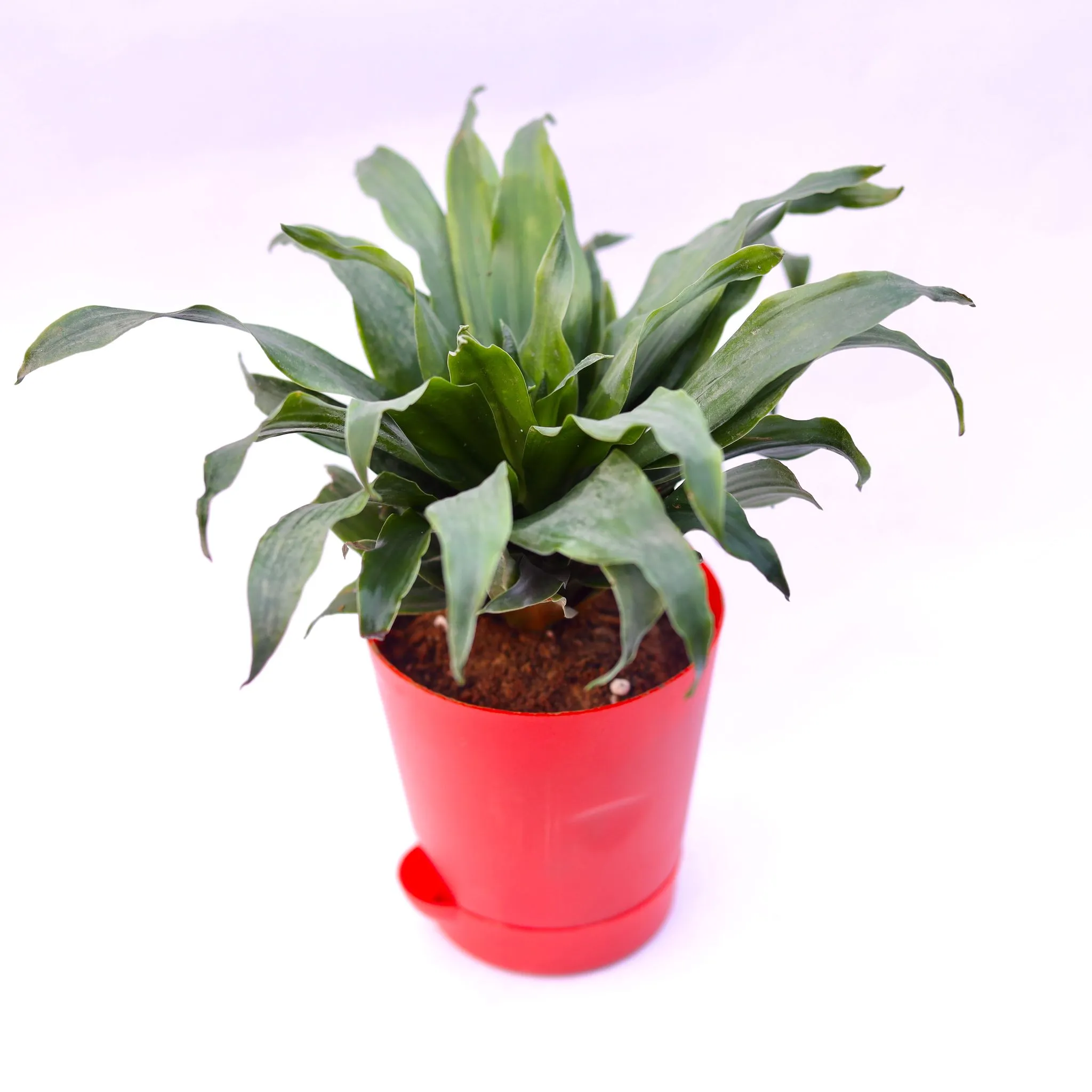 Dracaena compacta in 4 Inch Red Florence Self Watering Pot
