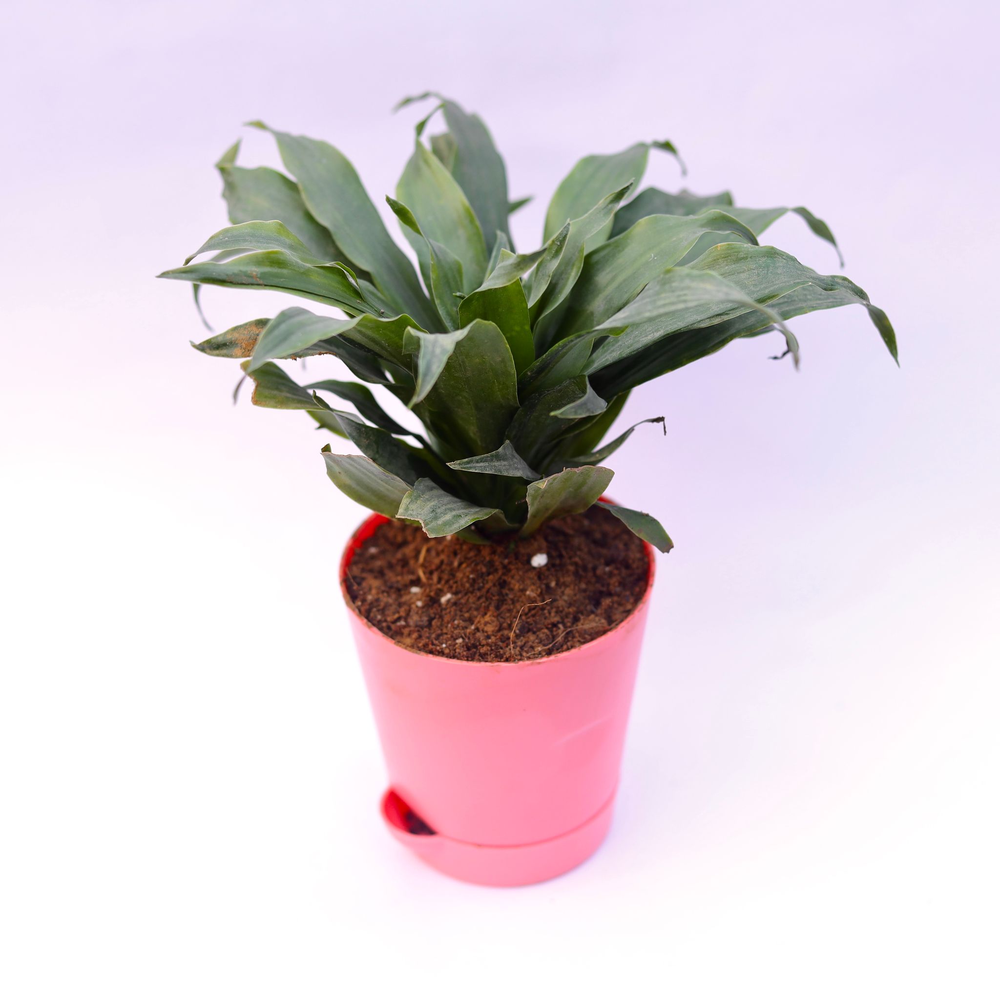 Dracaena compacta in 4 Inch Pink Florence Self Watering Pot