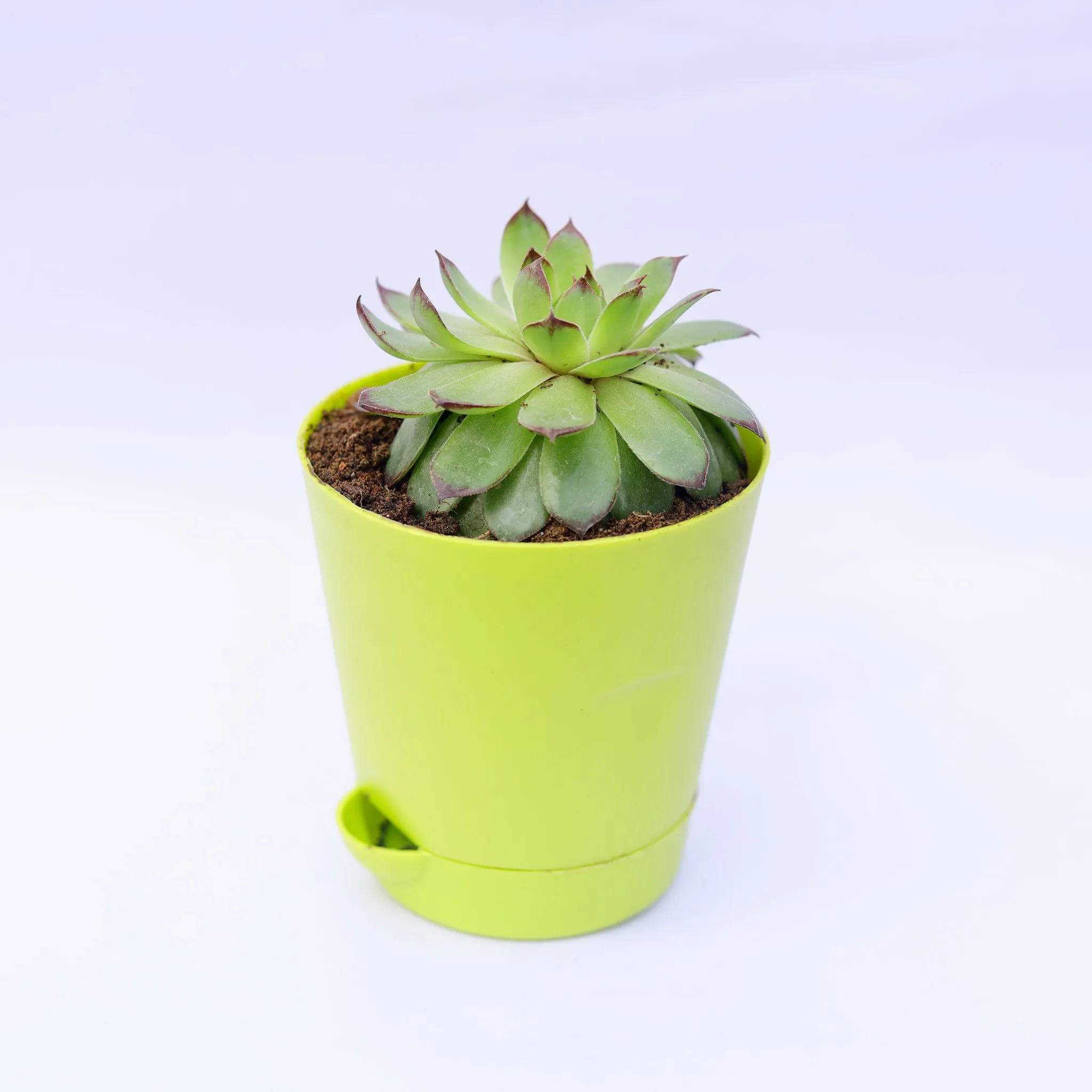 Lakshmi / Laxmi Kamal in 4 Inch Green Florence Self Watering Pot