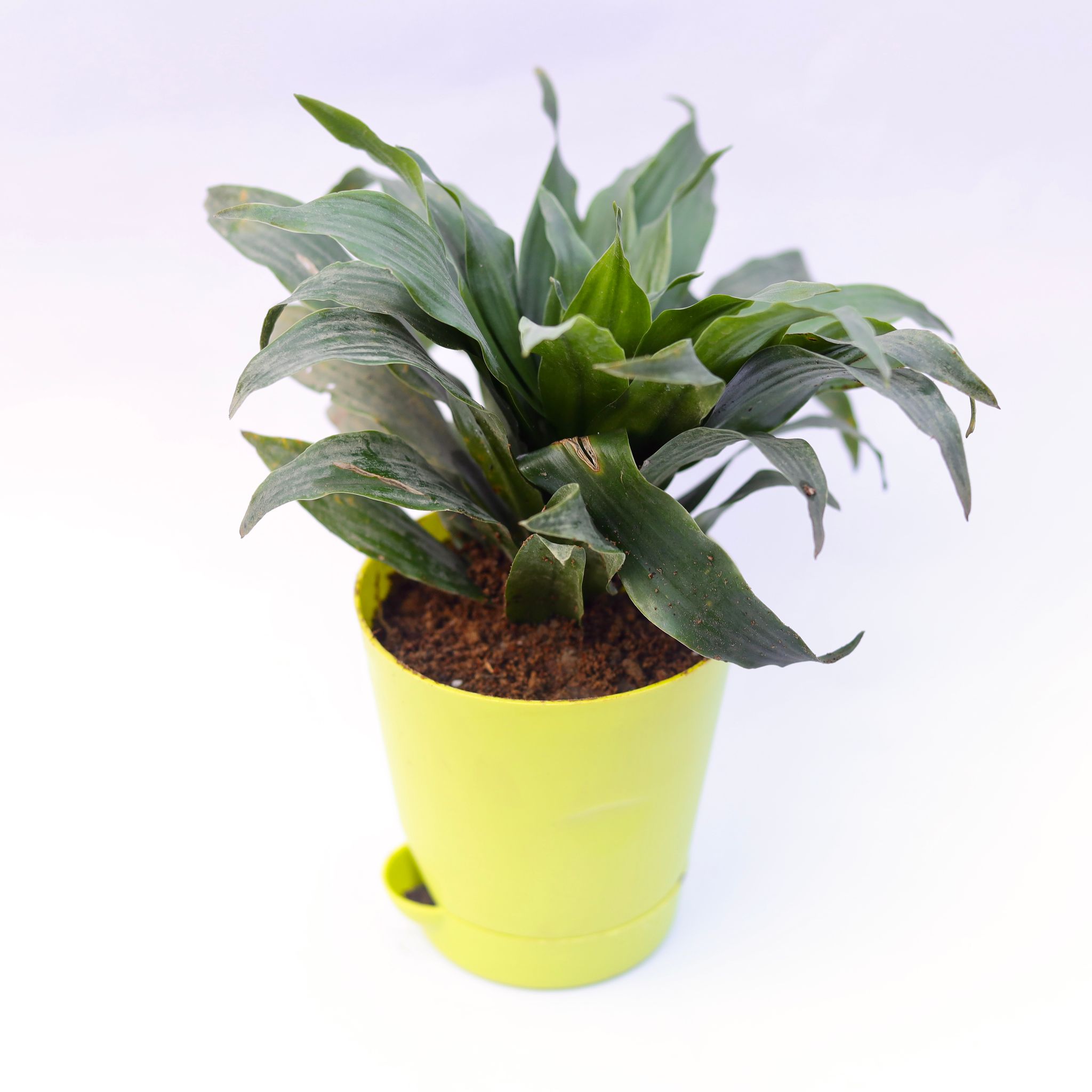 Dracaena compacta in 4 Inch Green Florence Self Watering Pot