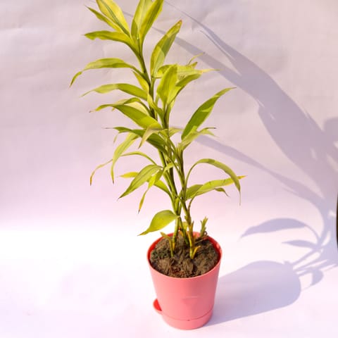 Lucky Bamboo Golden in 4 Inch Pink Florence Self Watering Pot