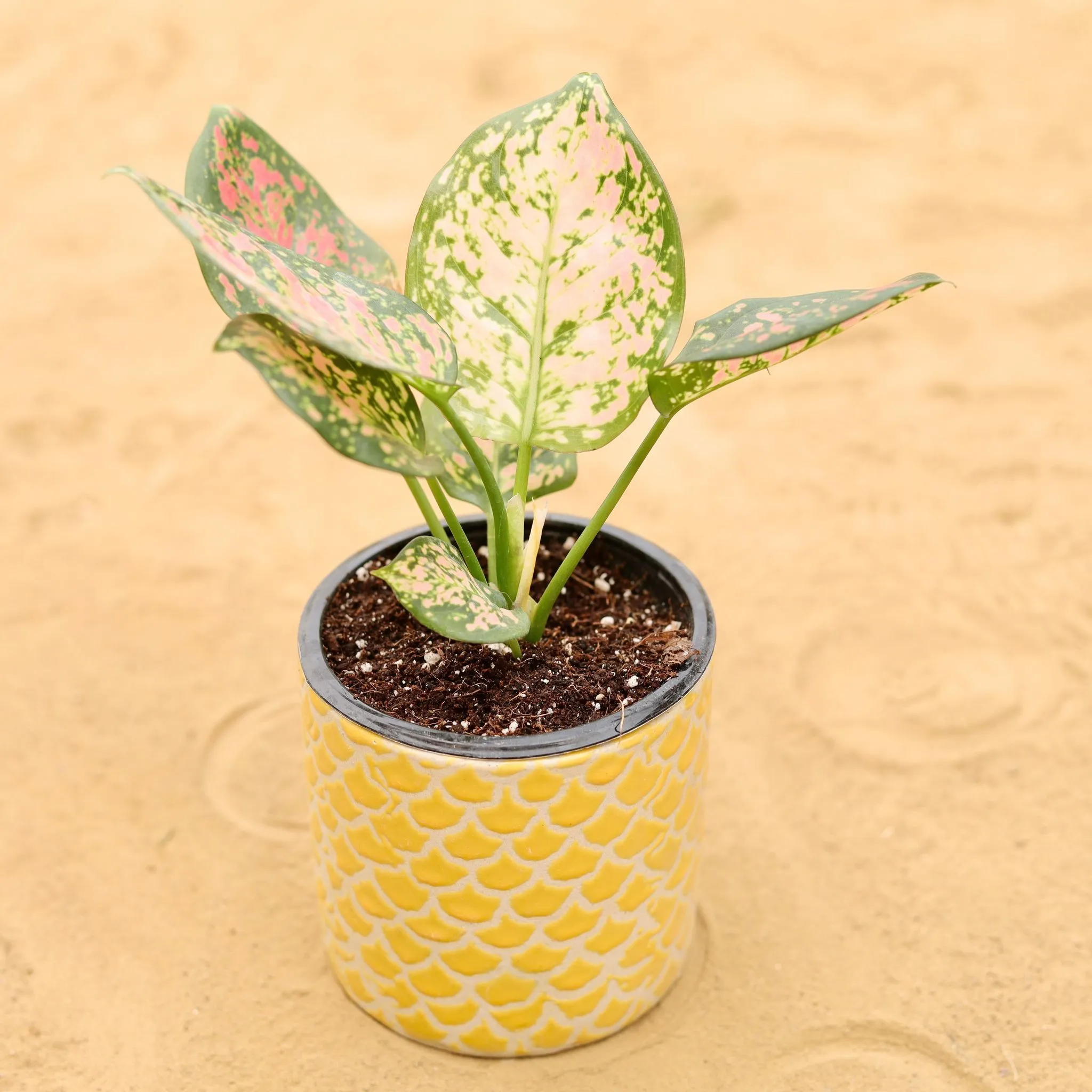 Aglaonema Pink in 4 Inch Yellow Fishscale Textured Cylindrical Ceramic Pot