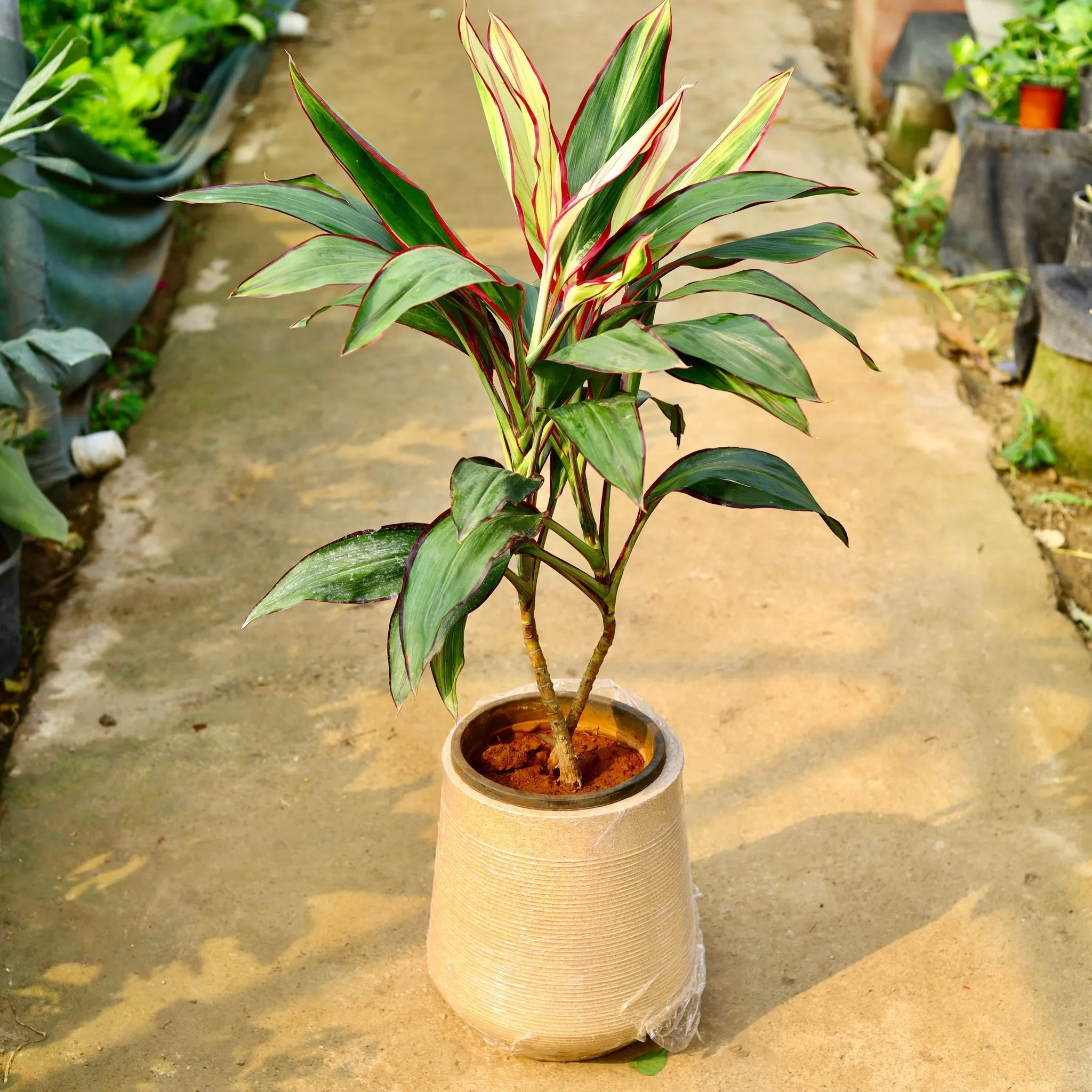Dracaena Cordyline White Pune in 12 X 12 Inch Sandstone Premium Sierra Fiberglass Planter- Durable large size decorative fiber pot for indoor outdoor plants with 5 year warranty