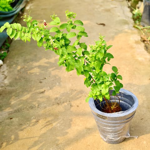 Madhu Malti / Rangoon Creeper Pune in 12 X 12 Inch Grey Premium Konus Fiberglass Planter- Durable large size decorative fiber pot for indoor outdoor plants with 5 year warranty