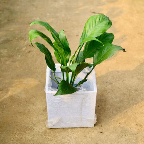 Peace Lily Pune in 8 X 8 Inch White Premium Kyvos Fiberglass Planter- Durable large size decorative fiber pot for indoor outdoor plants with 5 year warranty