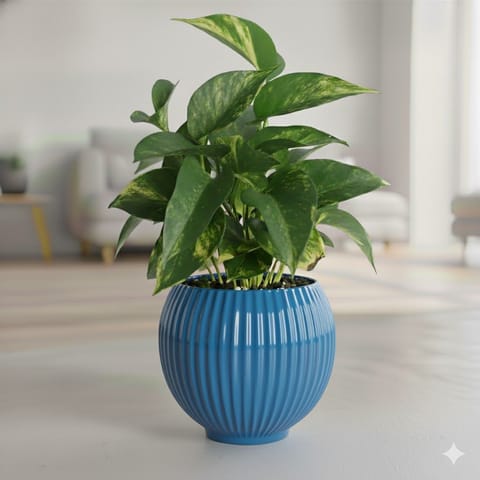 Money Plant Green in 5 Inch Live Plant Azure Blue Matt Sylvan Plastic Pot