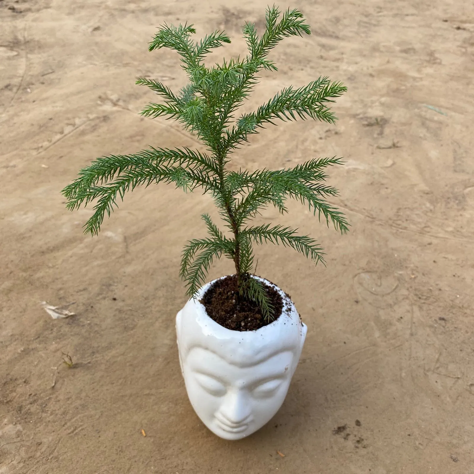 Araucaria / Christmas Tree (~ 1 Ft) in 6 Inch White Premium Buddha Plastic Pot
