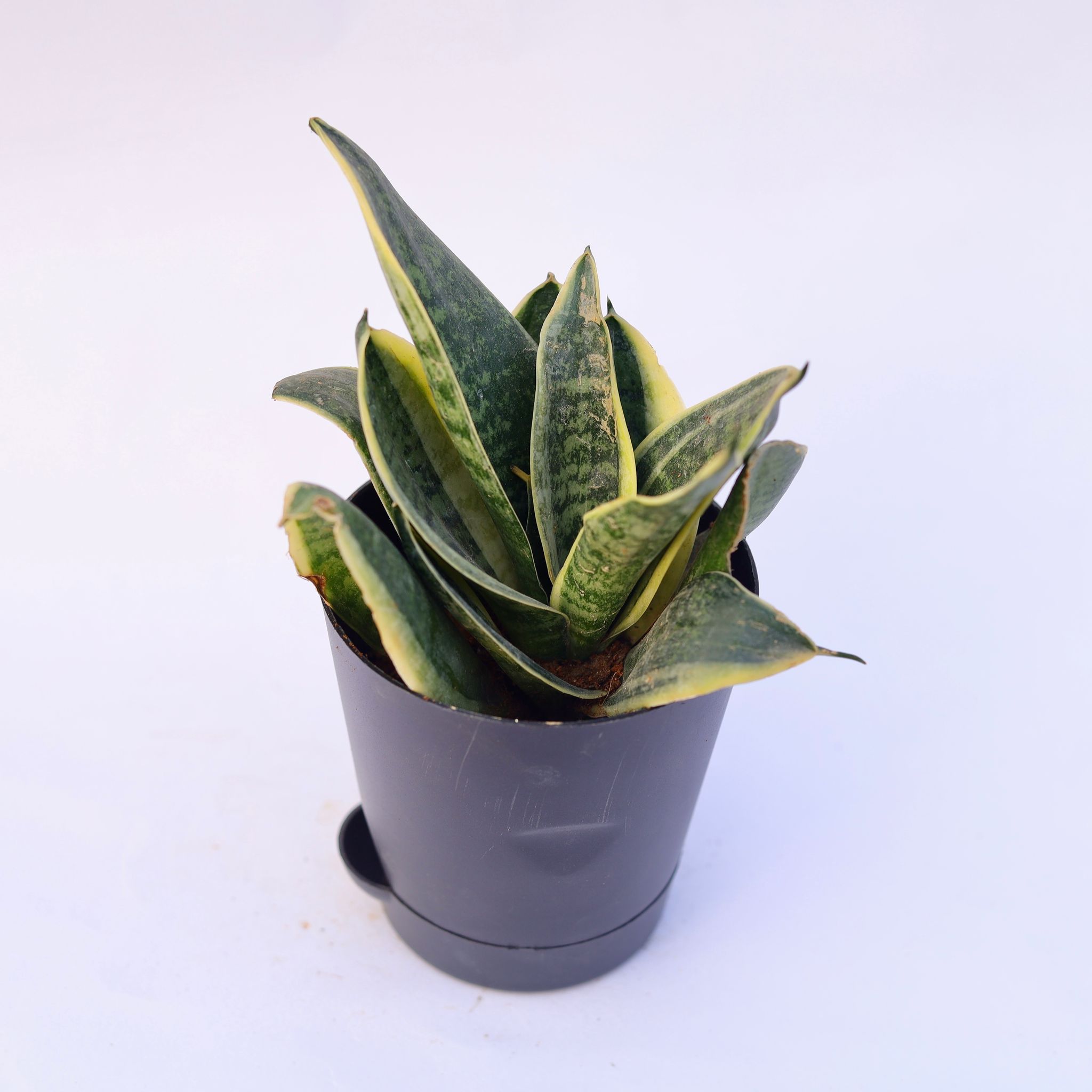 Snake Yellow in 4 Inch Black Florence Self Watering Pot