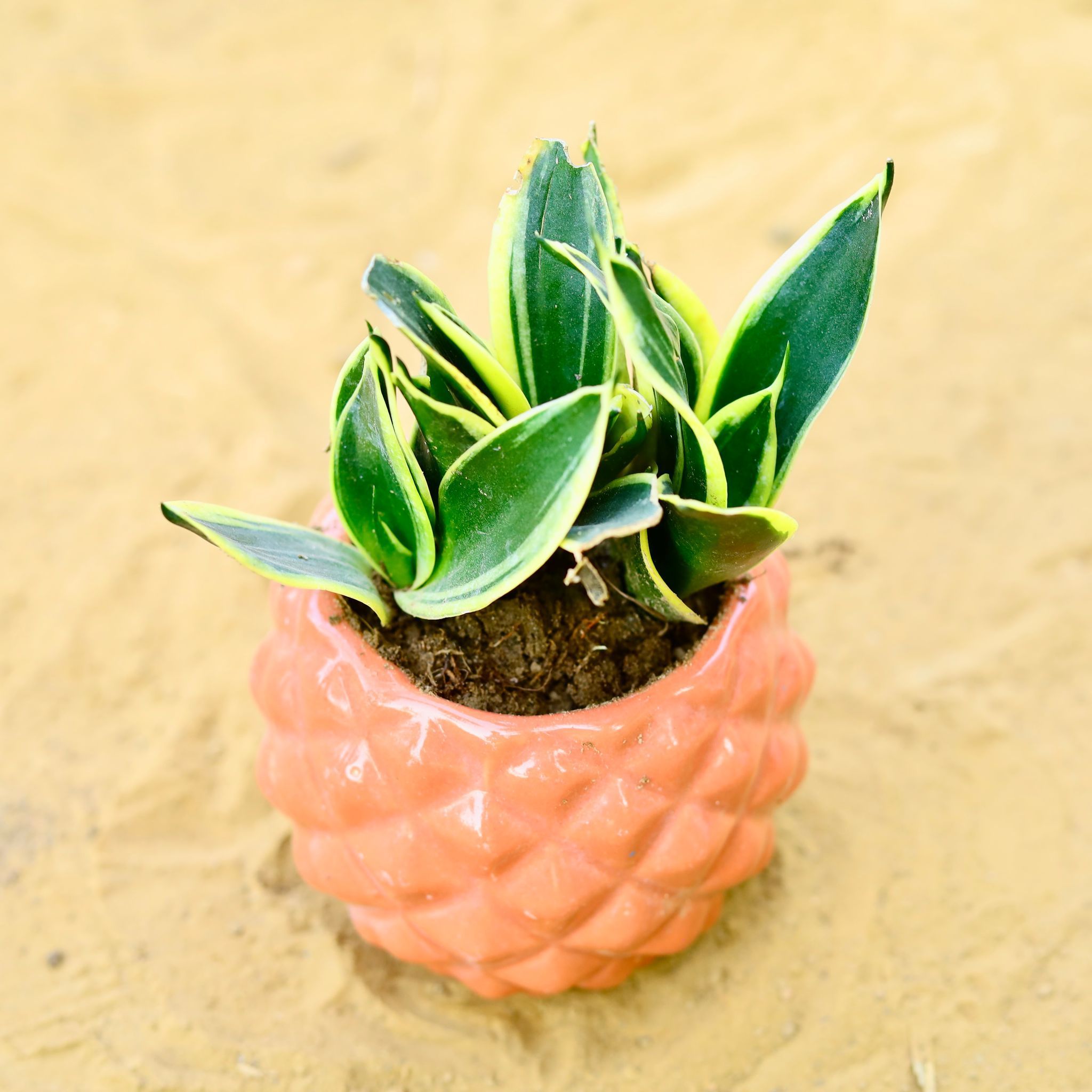 Snake Dwarf Yellow in 4 Inch Classy Red Pineapple Textured Ceramic Pot