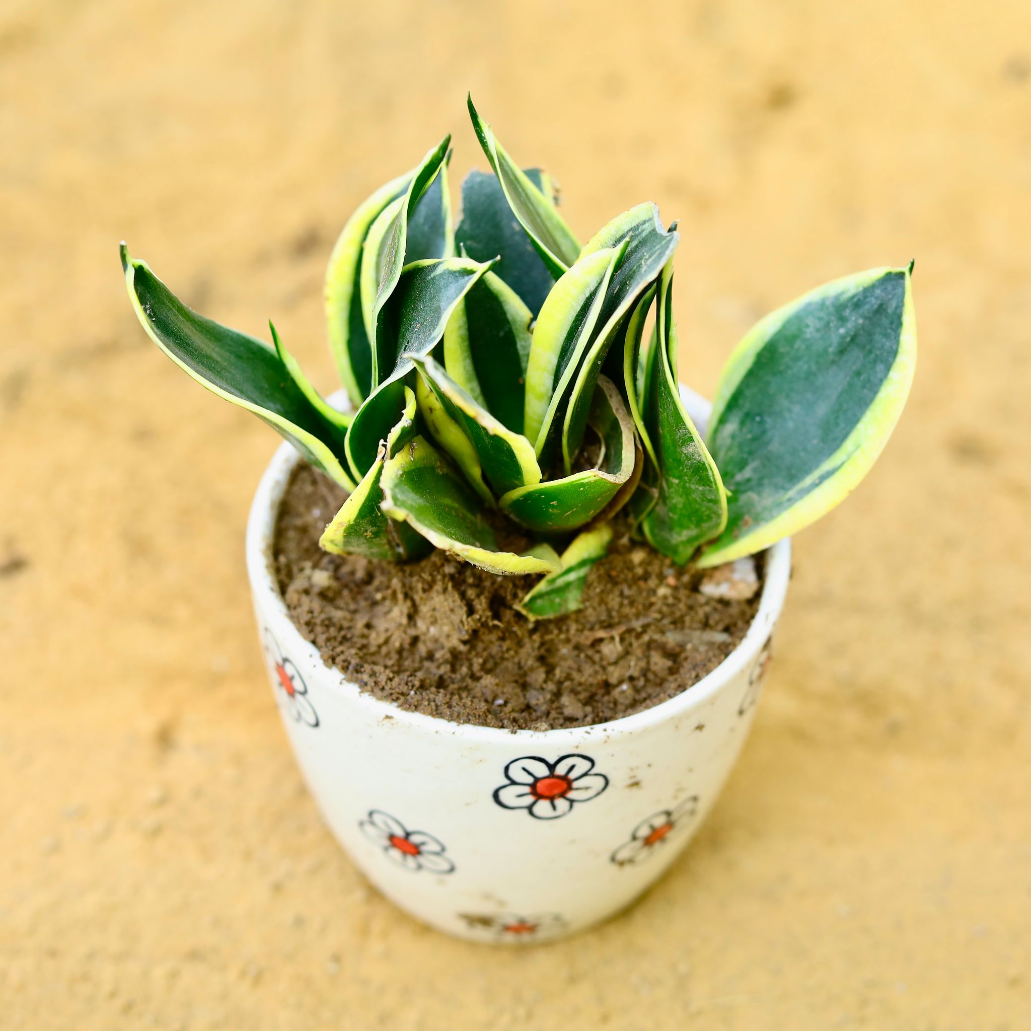 Snake Dwarf Yellow in 4 Inch Cream Handcrafted Floral Red Ceramic Pot