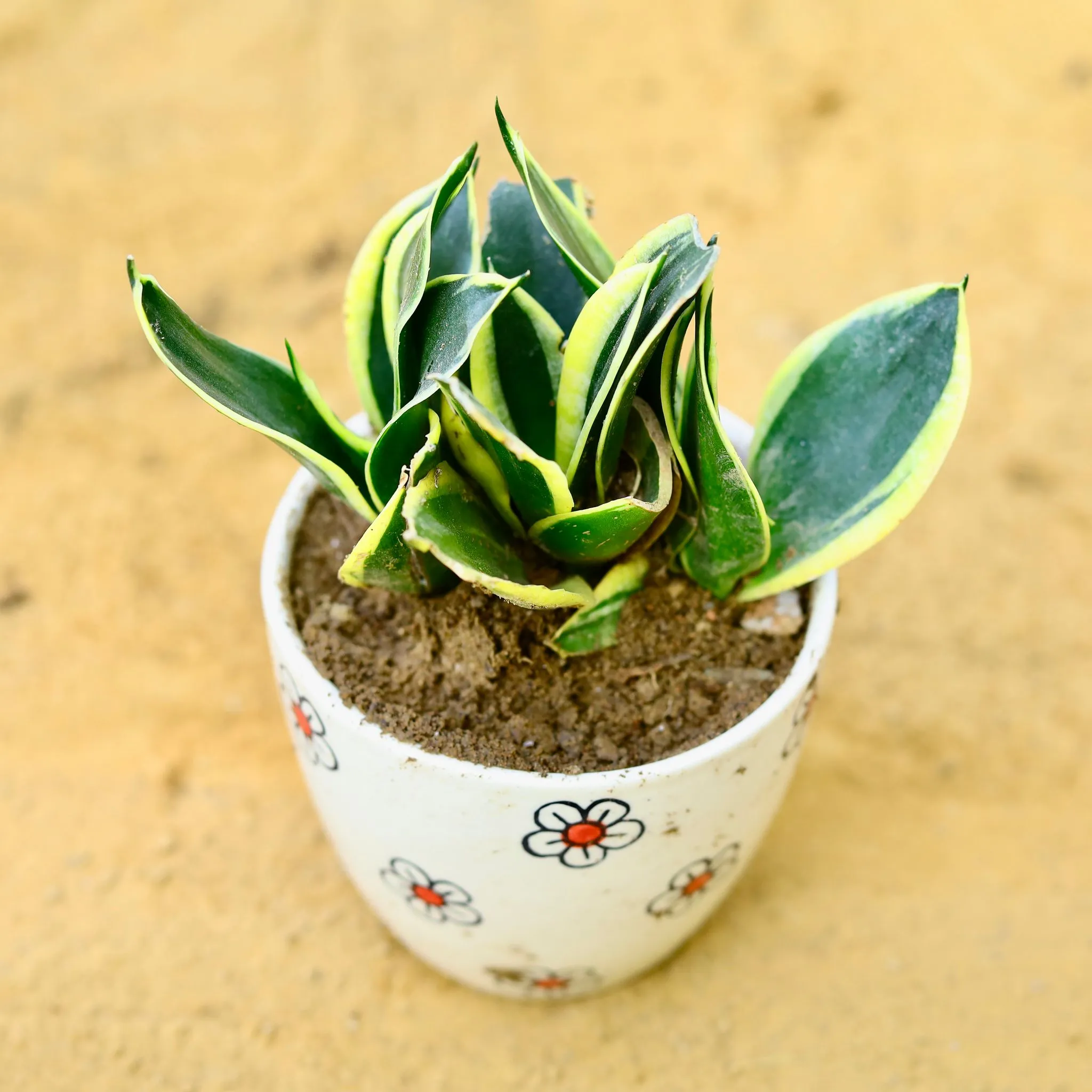 Snake Dwarf Yellow in 4 Inch Cream Handcrafted Floral Red Ceramic Pot