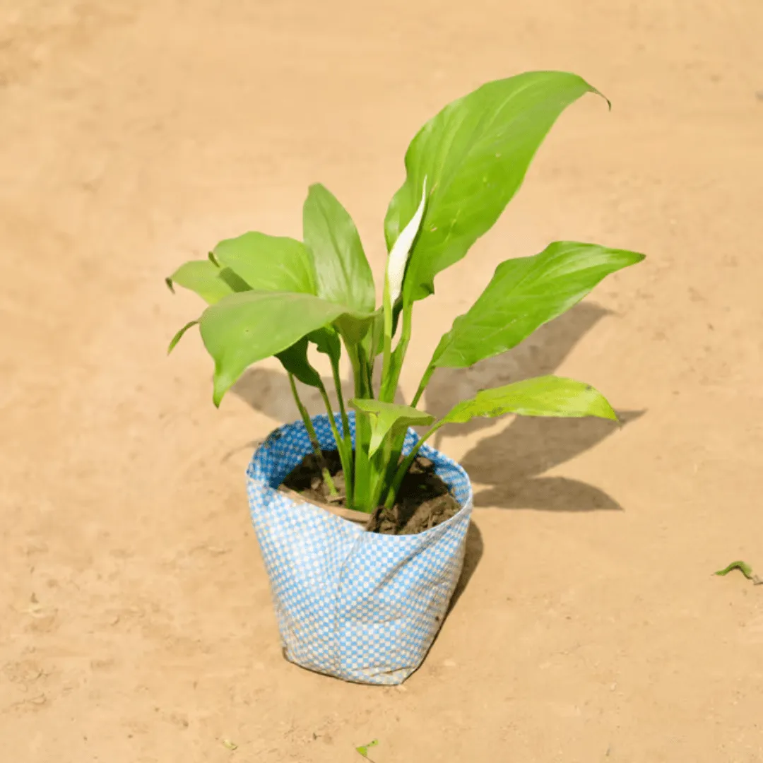 Peace Lily in 4 inch Nursery Bag