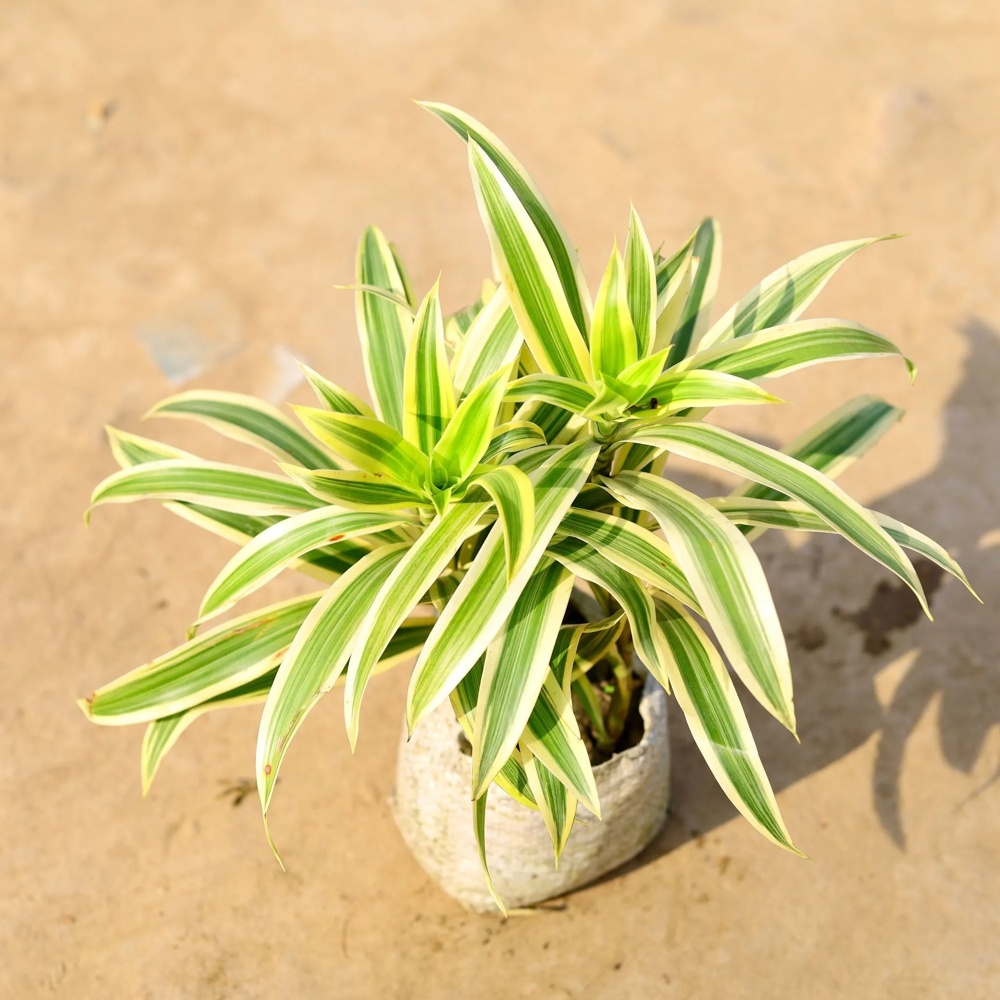 Bushy Song Of India (2 in 1) in 4 Inch Nursery Bag