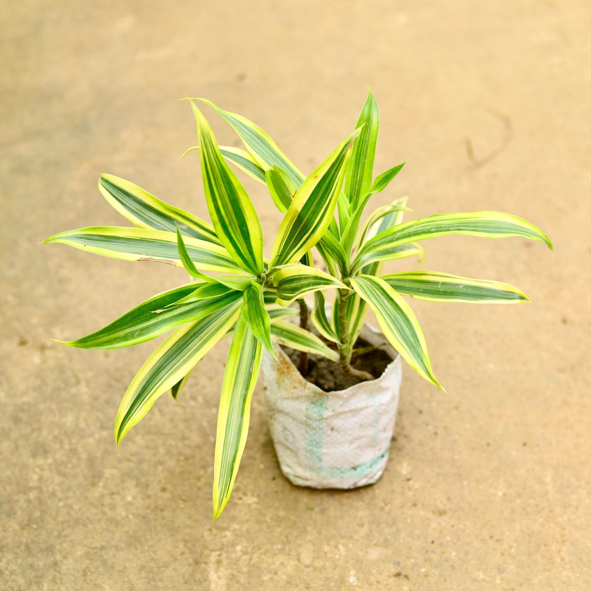 Bushy Song Of India in 4 Inch Nursery Bag
