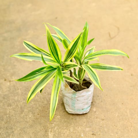 Bushy Song Of India in 4 Inch Nursery Bag