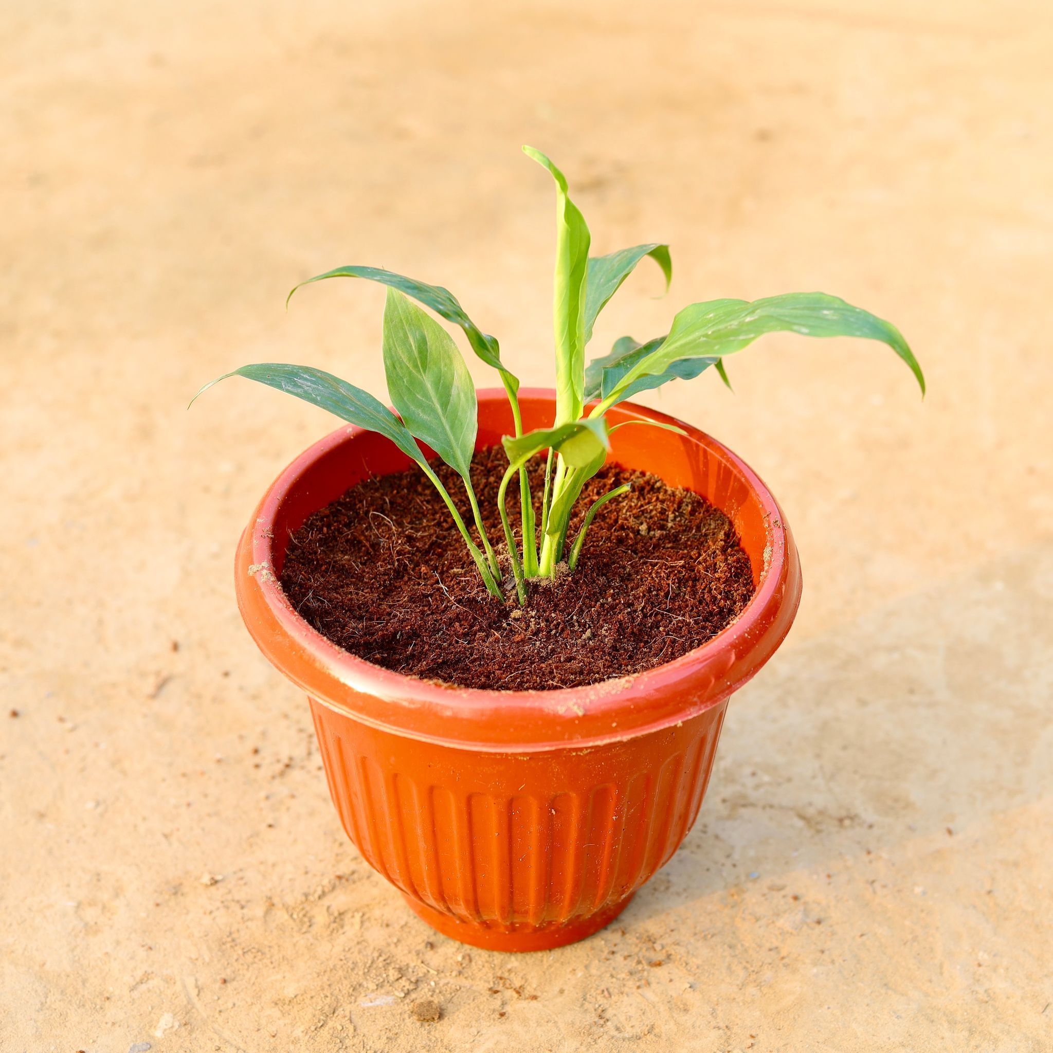 Peace Lily in 8 Inch Terracotta Red Olive Plastic Pot