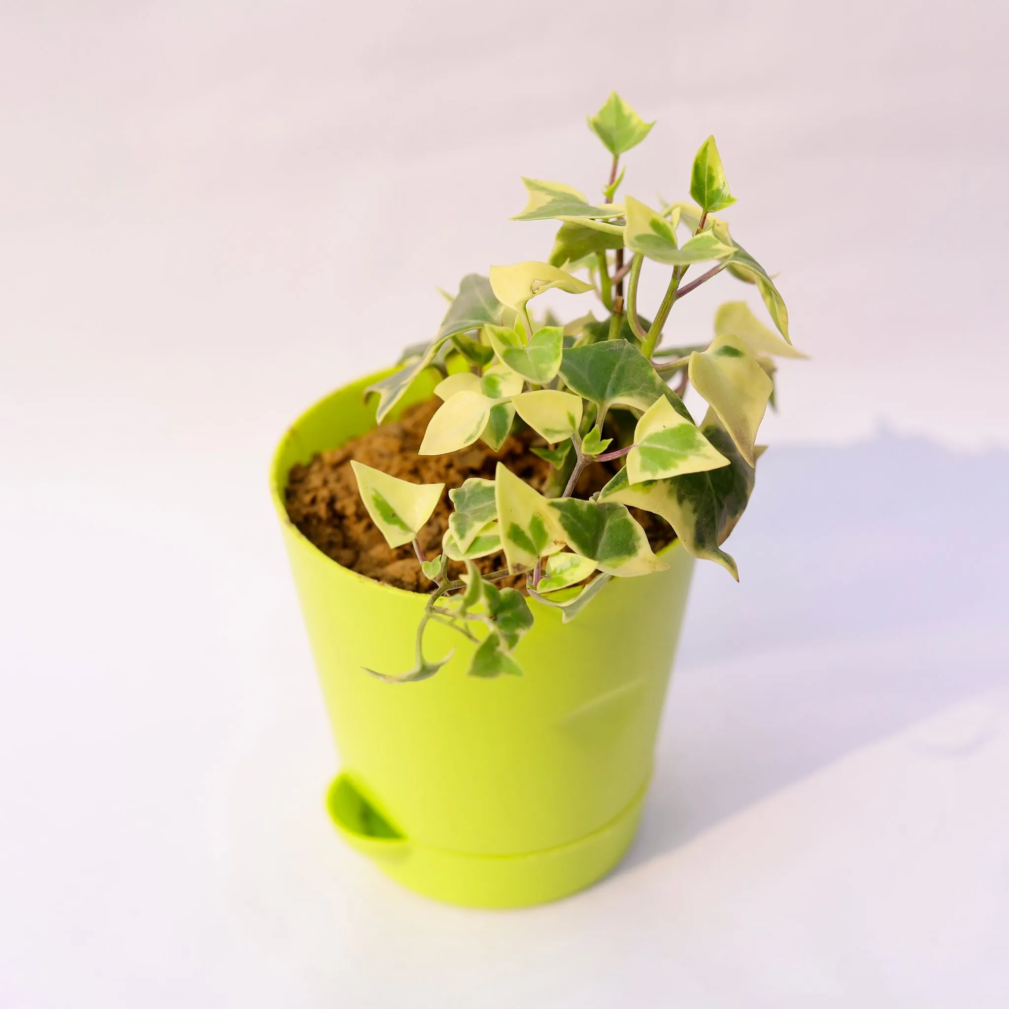 English Ivy in 4 Inch Green Florence Self Watering Pot