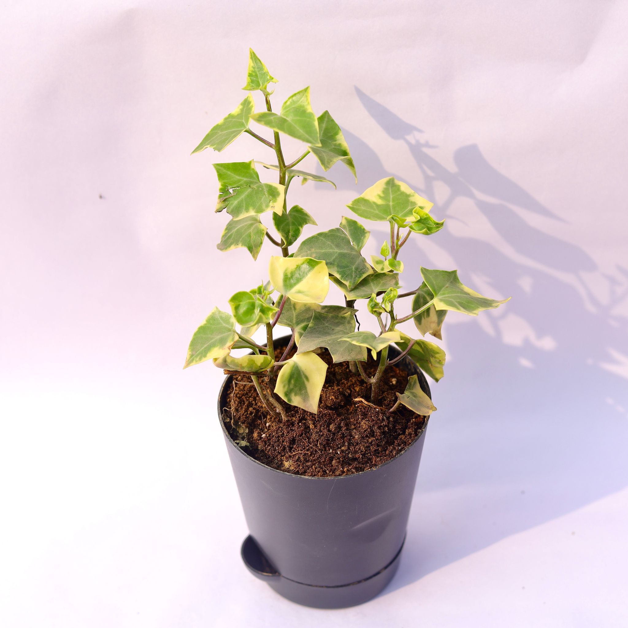 English Ivy in 4 Inch Black Florence Self Watering Pot