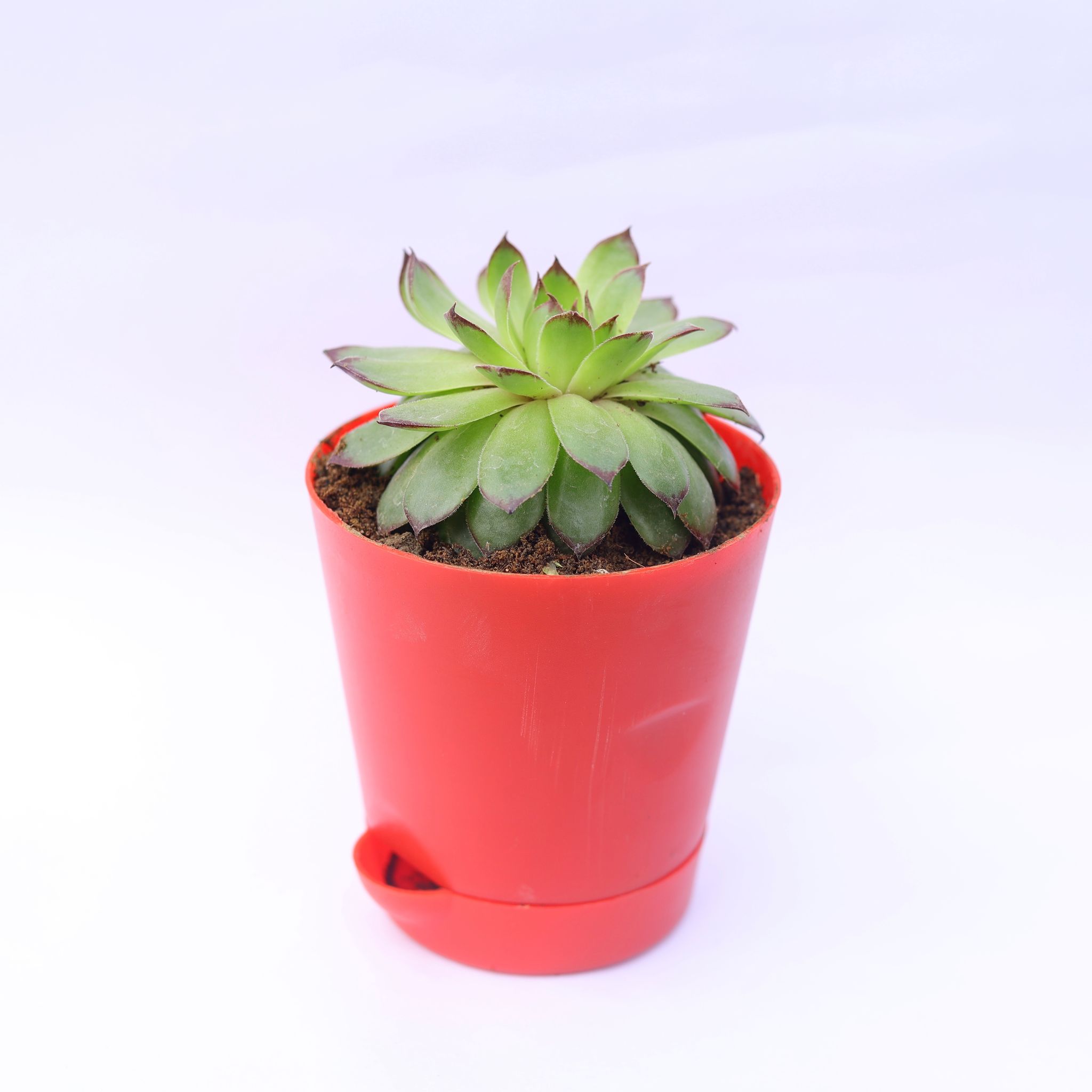 Lakshmi / Laxmi Kamal in 4 Inch Red Florence Self Watering Pot