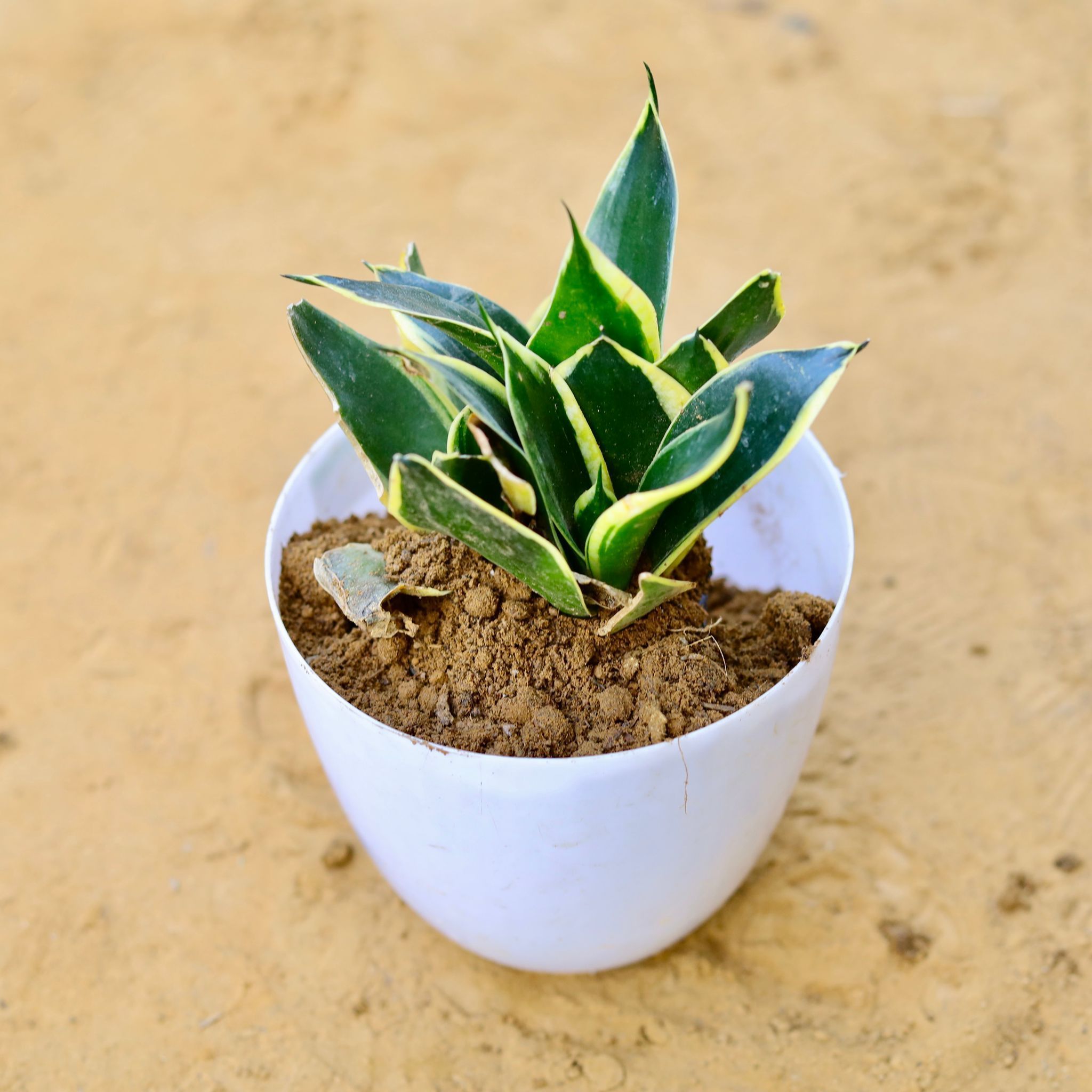 Snake Dwarf Yellow in 6 Inch White Premium Orchid Round Plastic Pot