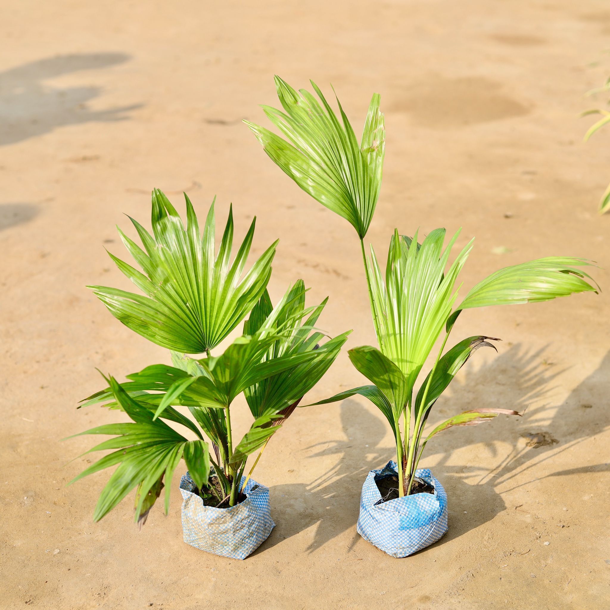 Set of 2 - China Palm in 4 inch Nursery Bag