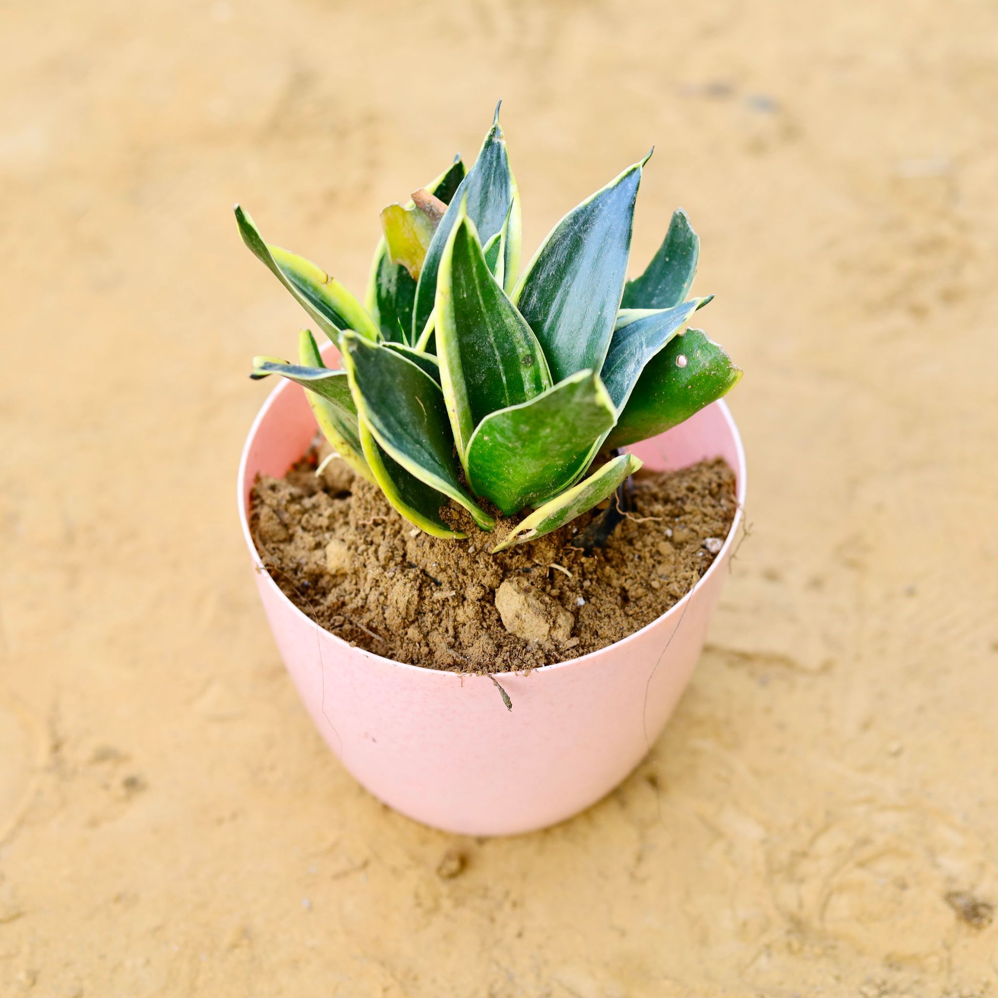 Snake Dwarf Yellow in 6 Inch Pink Marble Premium Orchid Round Plastic Pot