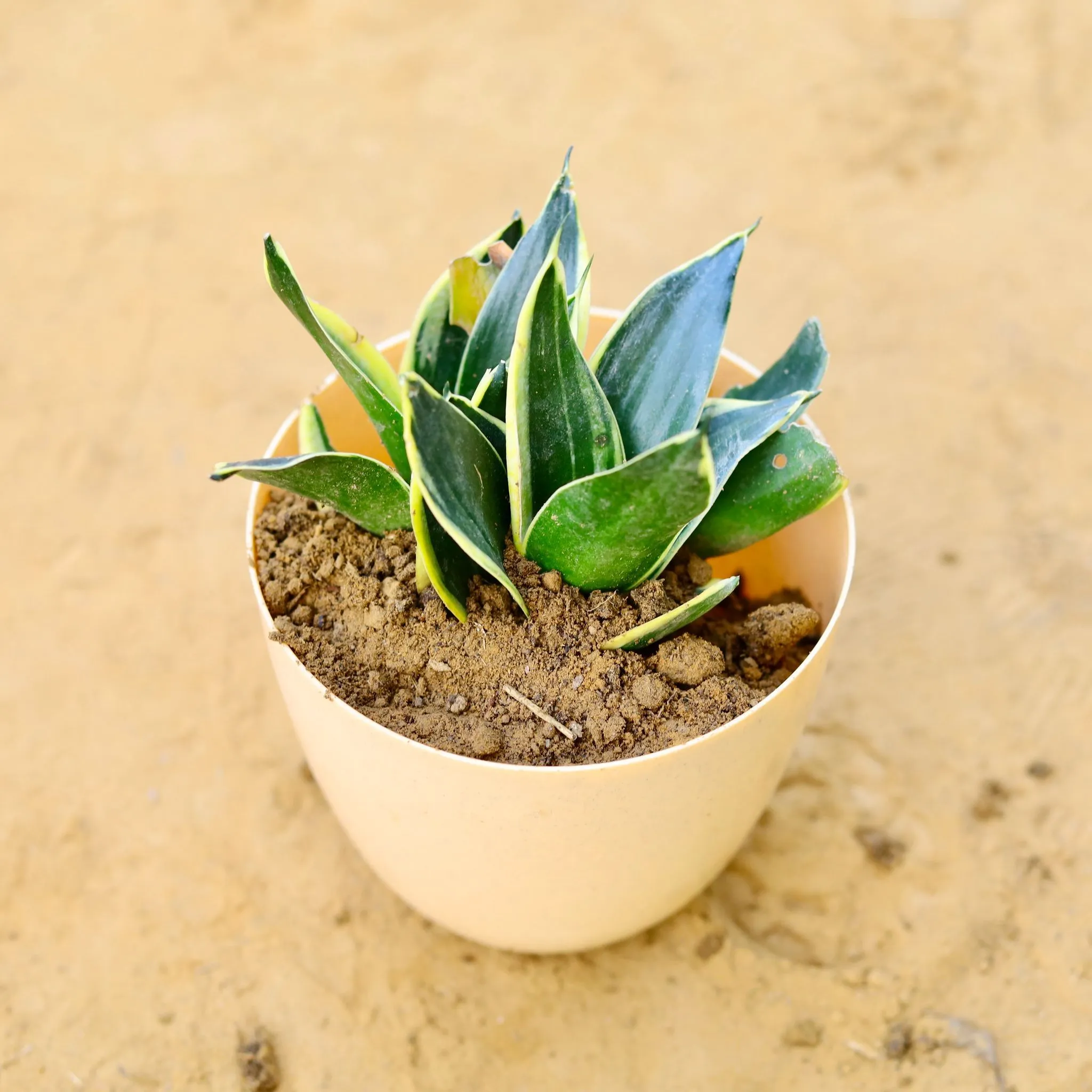 Snake Dwarf Yellow in 6 Inch Beige Marble Premium Orchid Round Plastic Pot