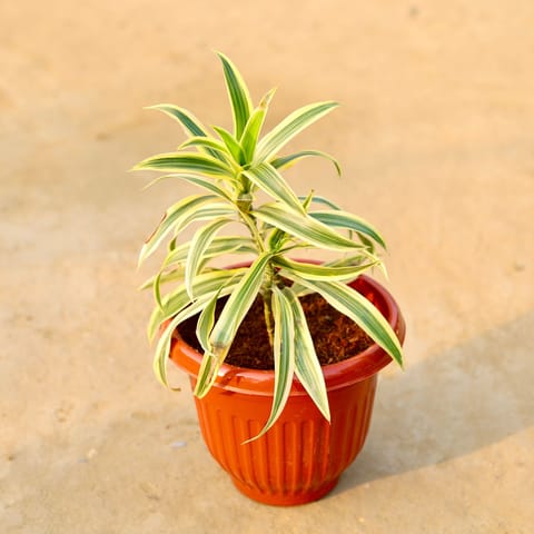 Song of india in 8 Inch Terracotta Red Olive Plastic Pot