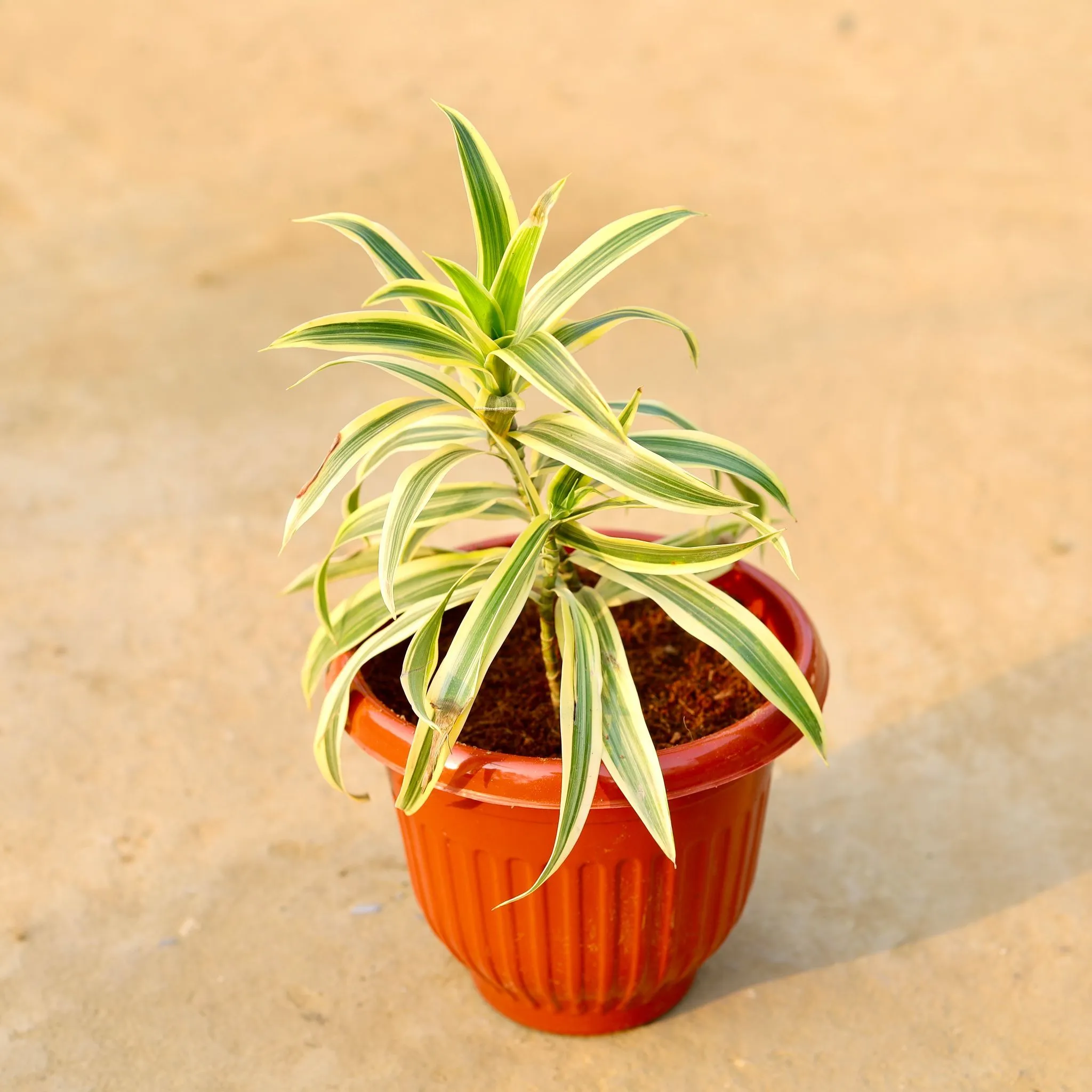 Song of india in 8 Inch Terracotta Red Olive Plastic Pot