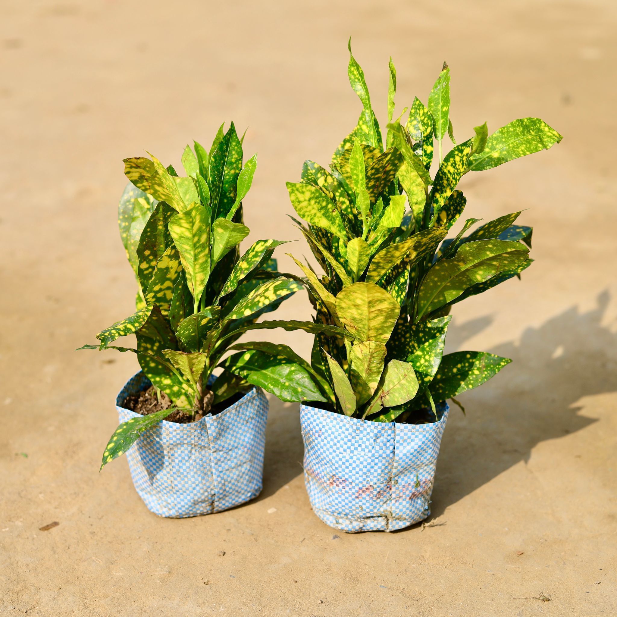Set of 2 - Baby Croton in 3 inch Nursery Bag