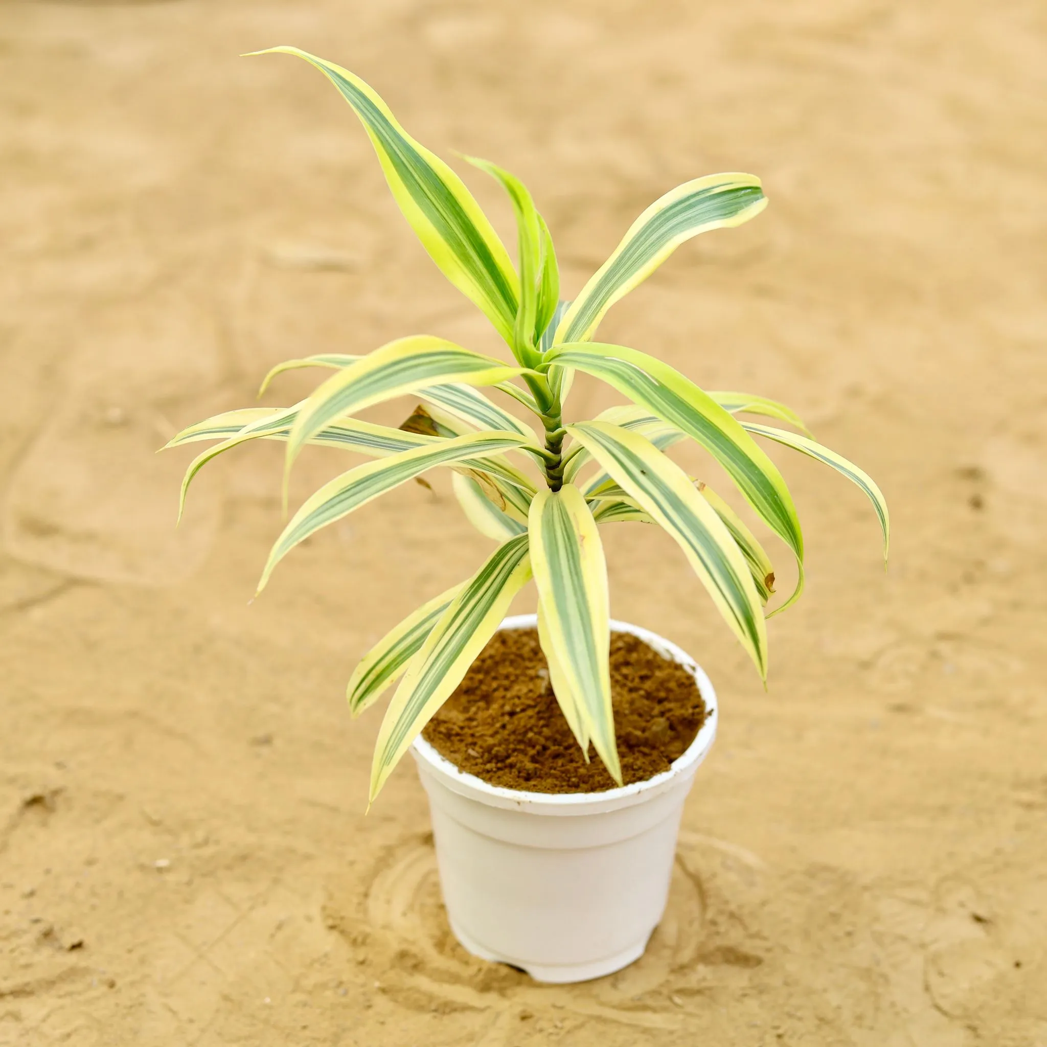 Song of India  in 4 inch White Nursery Pot