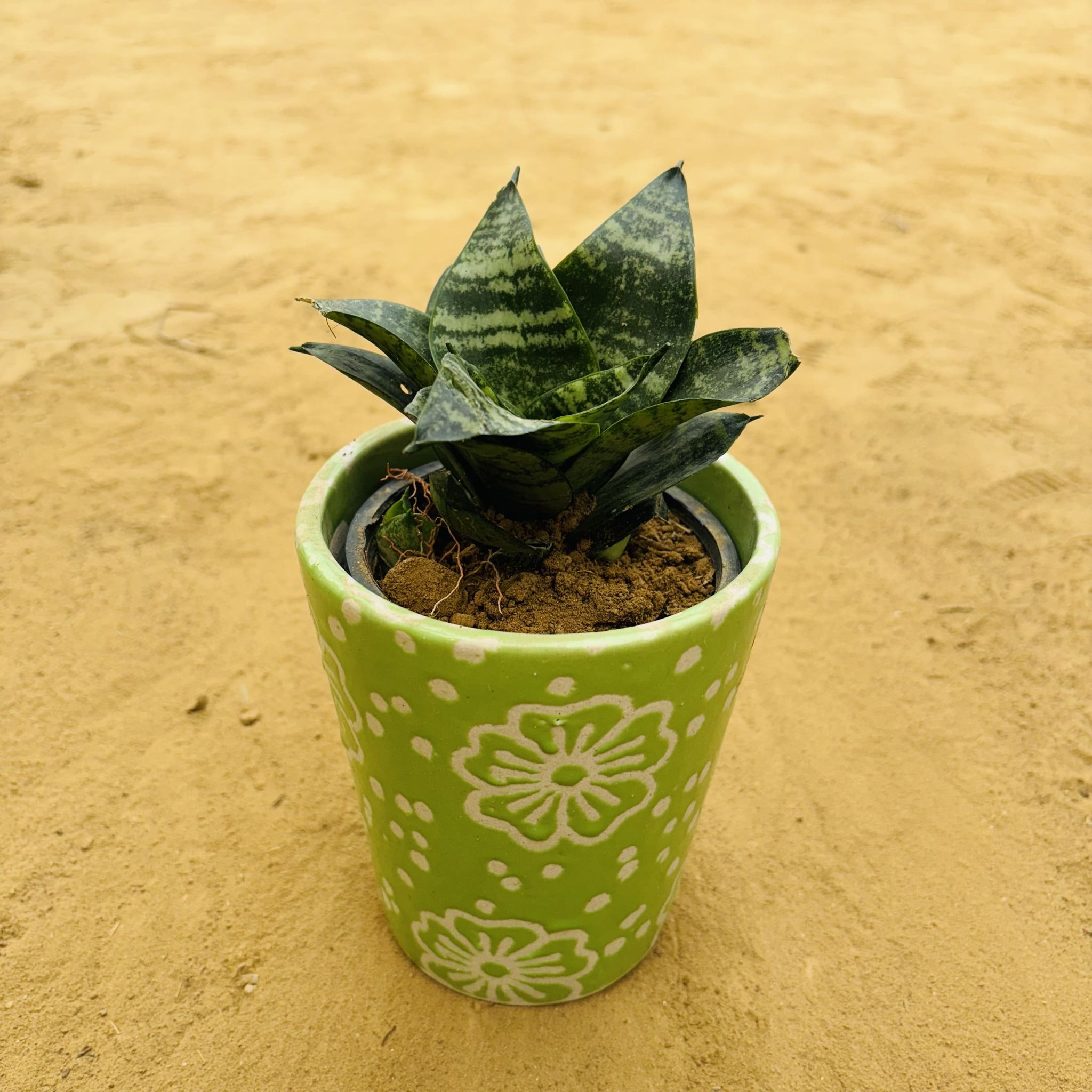 Snake Green in 5.25 Inch Green Floral Designer Balti Shaped Ceramic Pot