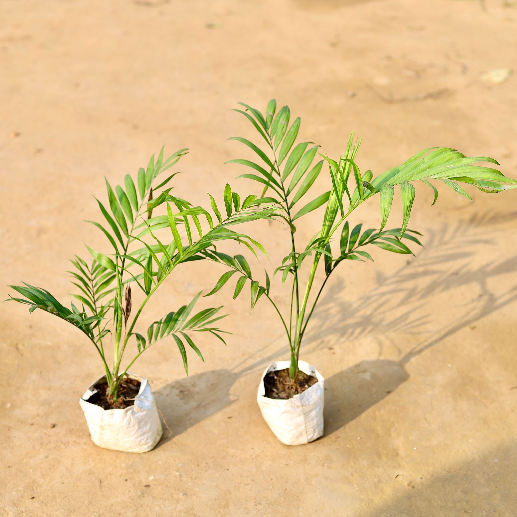 Set of 2 - Chamaedorea Palm in 4 inch Nursery Bag