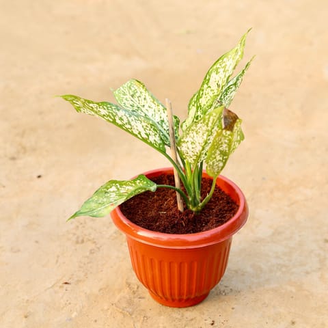 Aglaonema Snow White in 8 Inch Terracotta Red Olive Plastic Pot