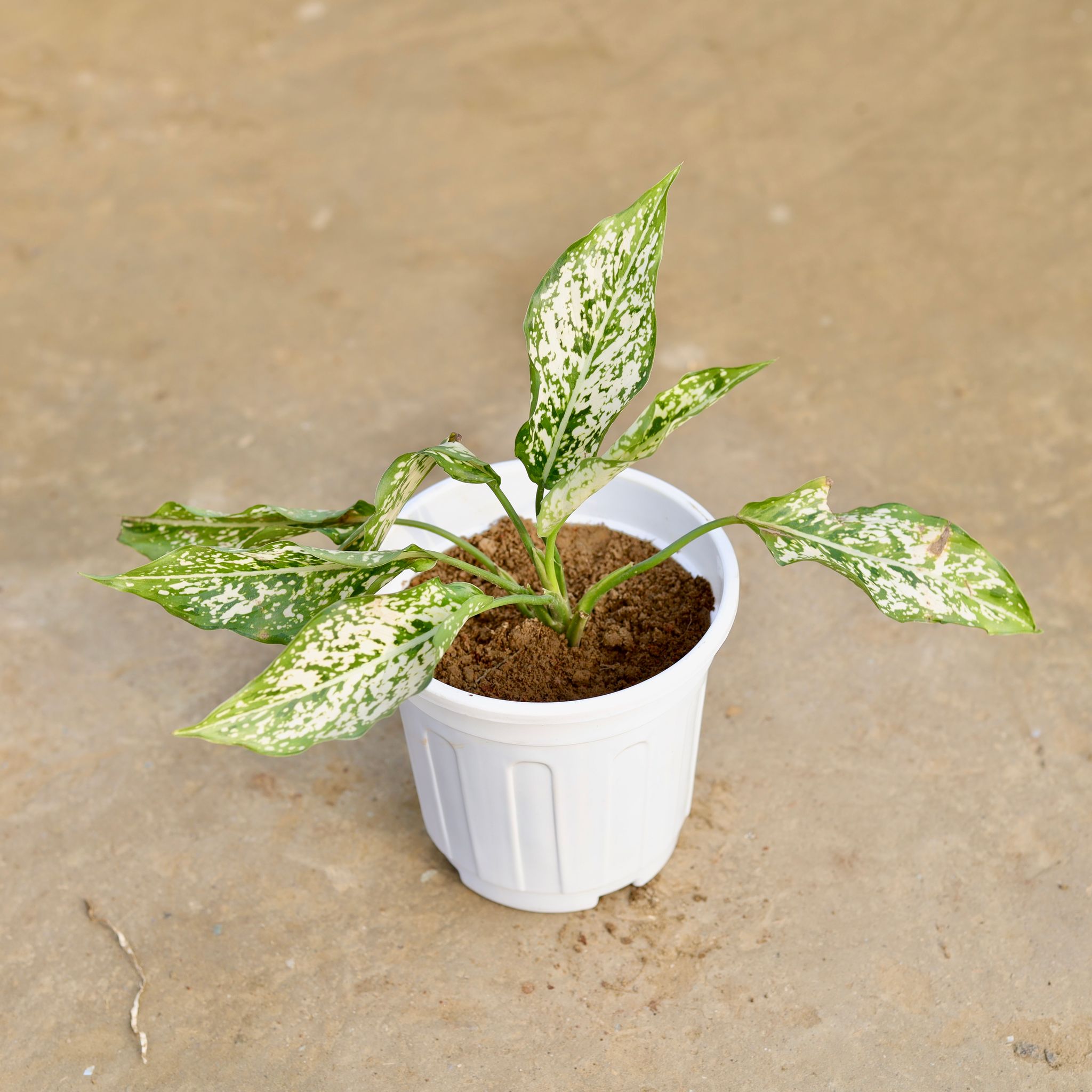 Aglaonema Snow White in 6 Inch White Super Nursery Pot