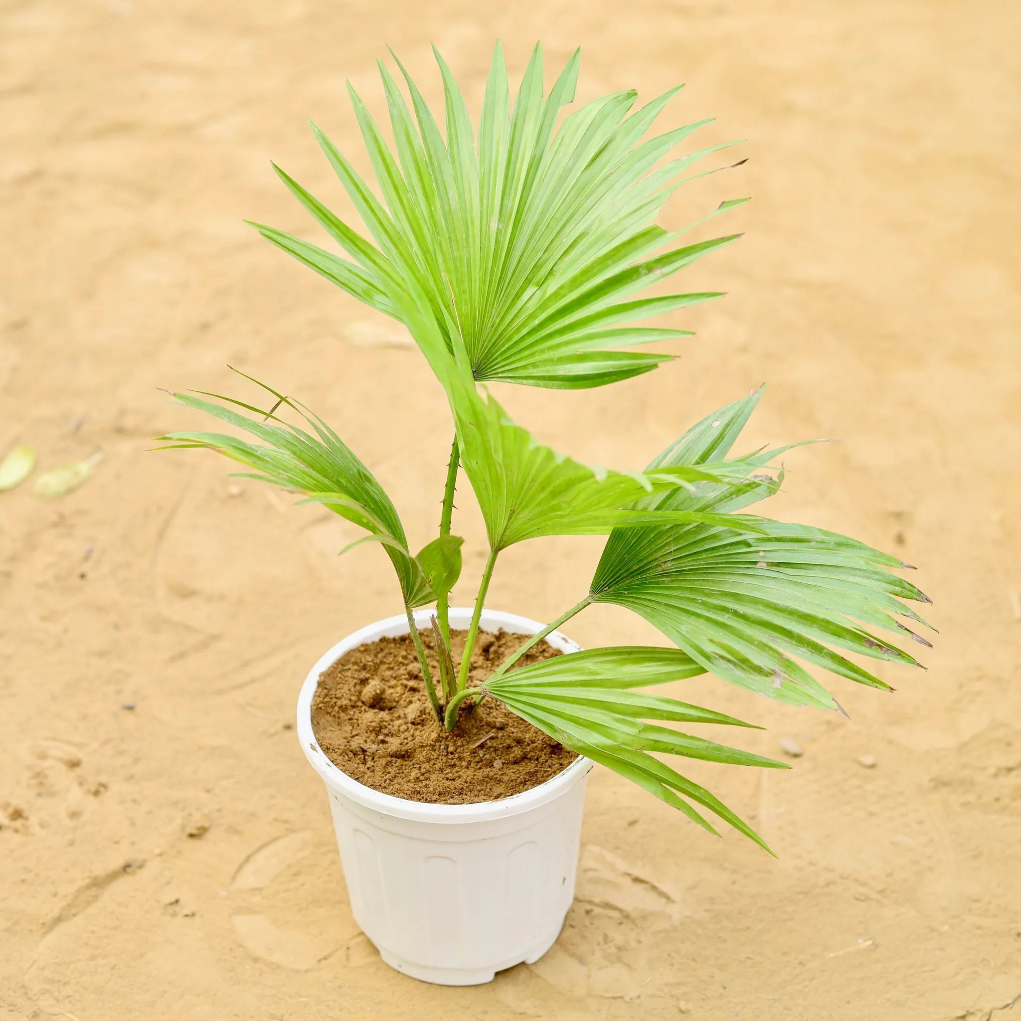 China / Fan Palm in 6 inch White Super Nursery Pot