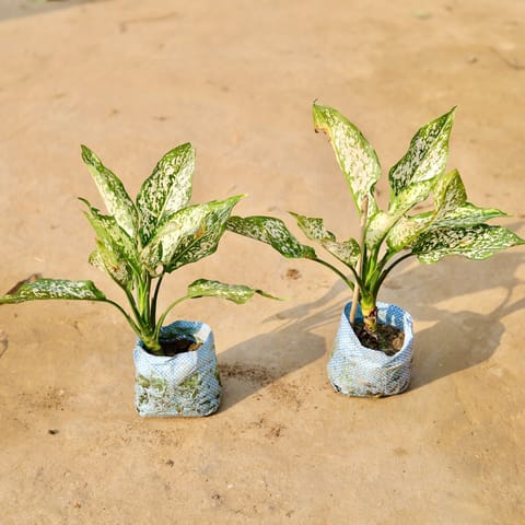 Set of 2 - Aglaonema Snow White in 4 Inch Live Plant Nursery Bag