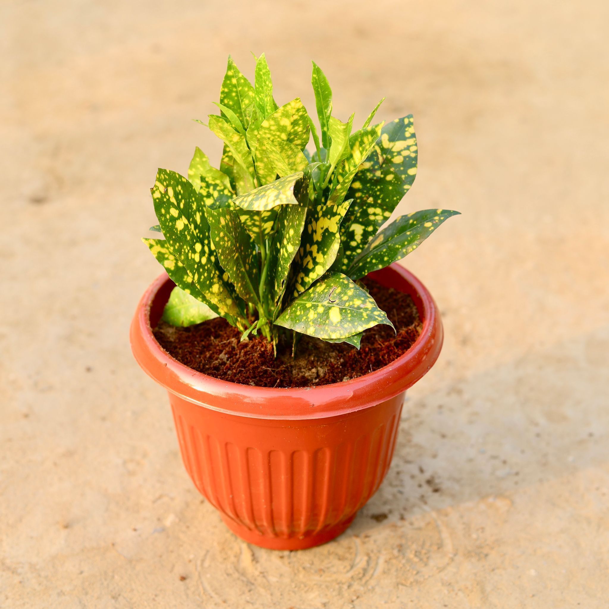 Baby Croton in 8 Inch Terracotta Red Olive Plastic Pot