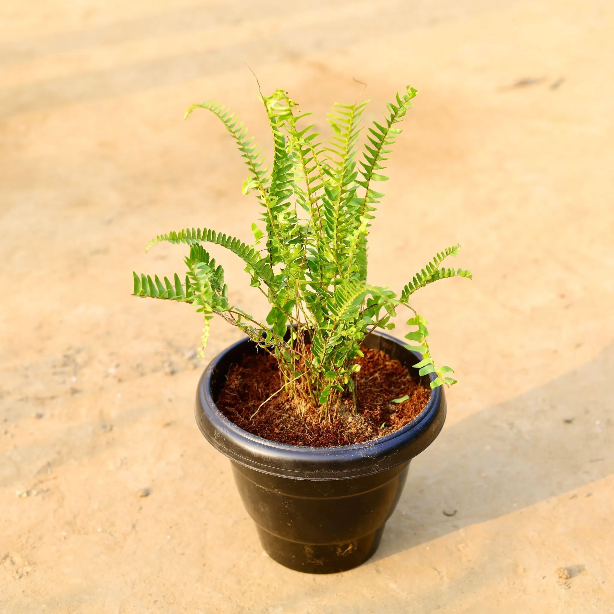 Fern Green in 8 Inch Black Classy Plastic Pot