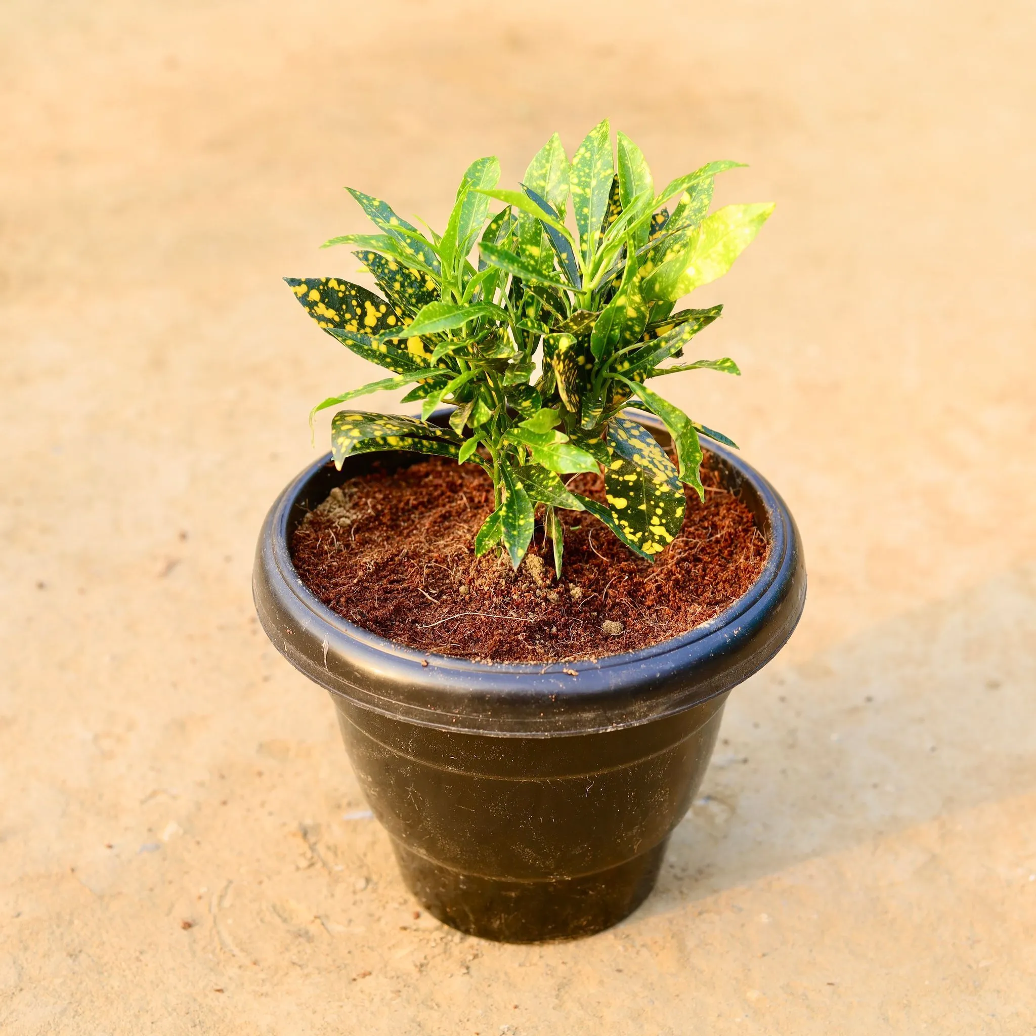 Baby Croton in 8 Inch Black Classy Plastic Pot