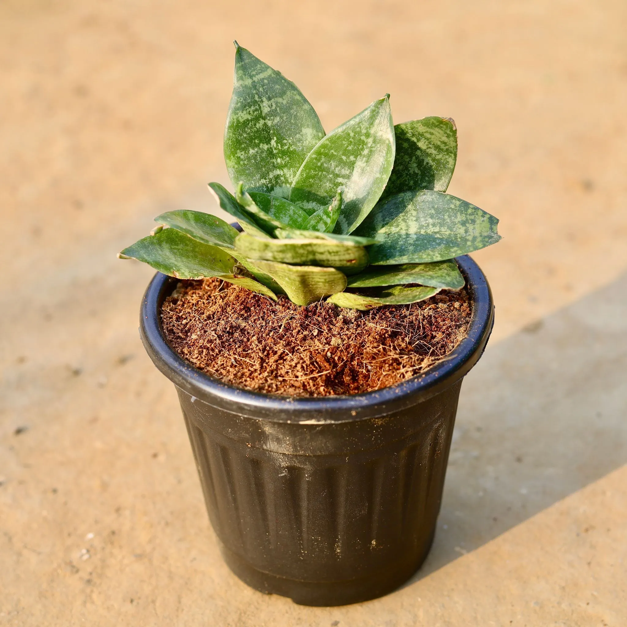 Snake Dwarf Green in 6 Inch Black Super Nursery Pot