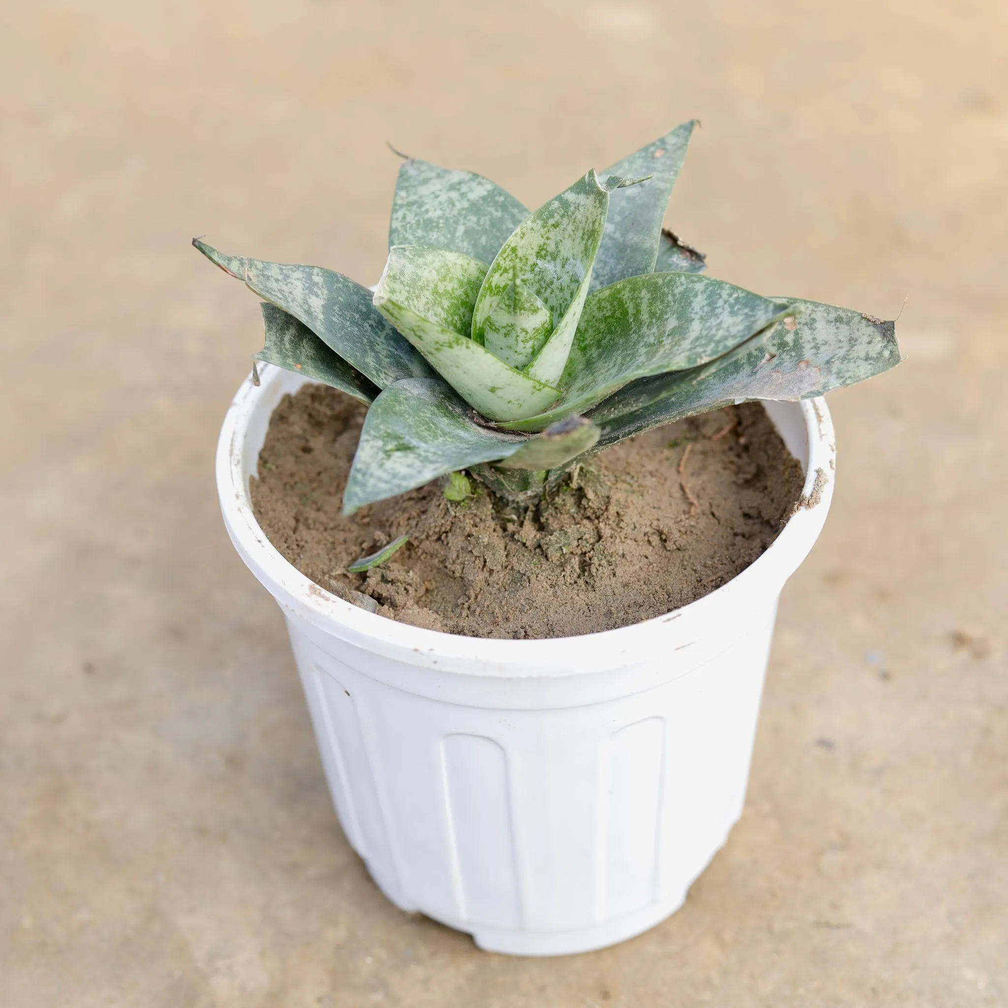 Snake Green Dwarf in 6 Inch White Super Nursery Pot