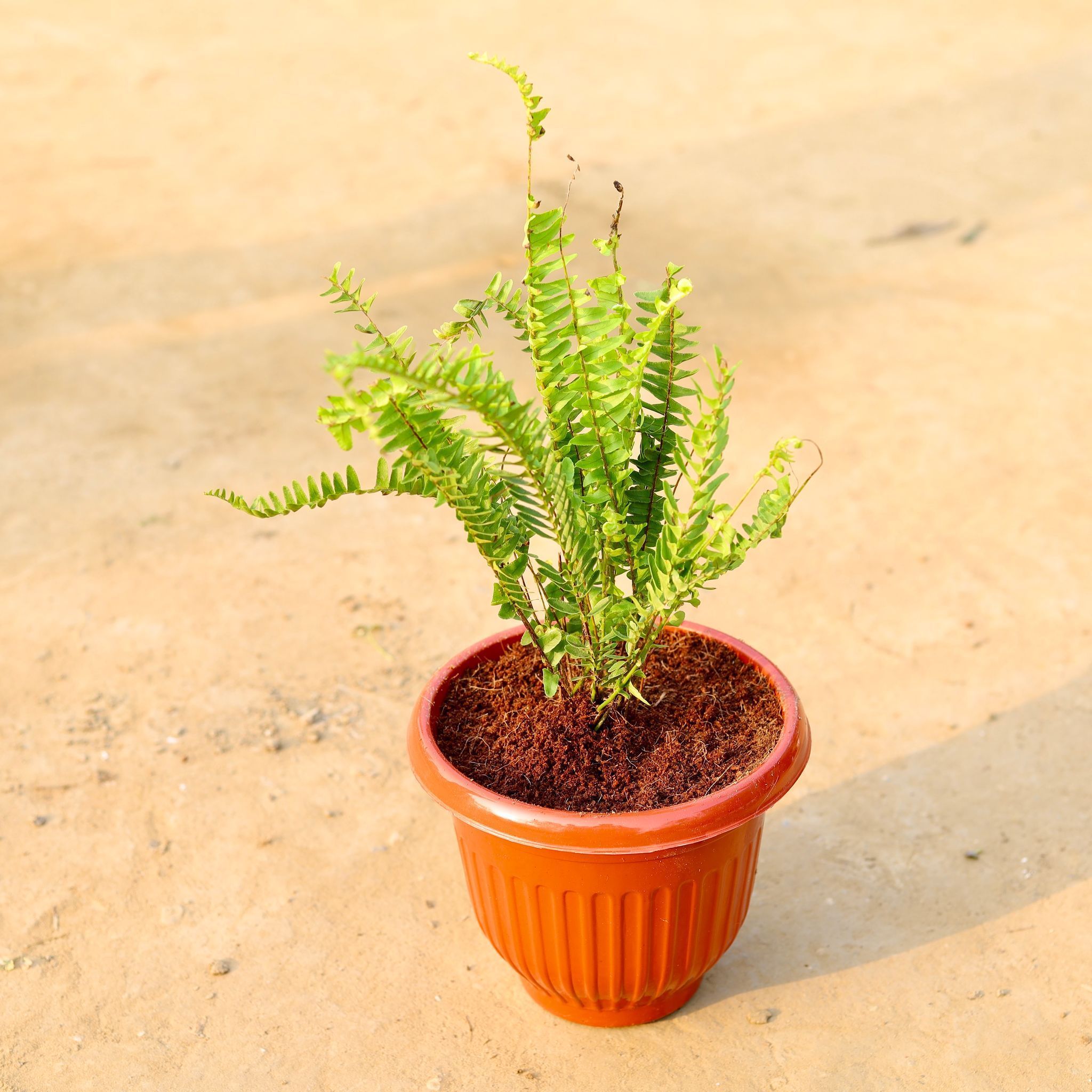 Fern Green in 8 Inch Terracotta Red Olive Plastic Pot