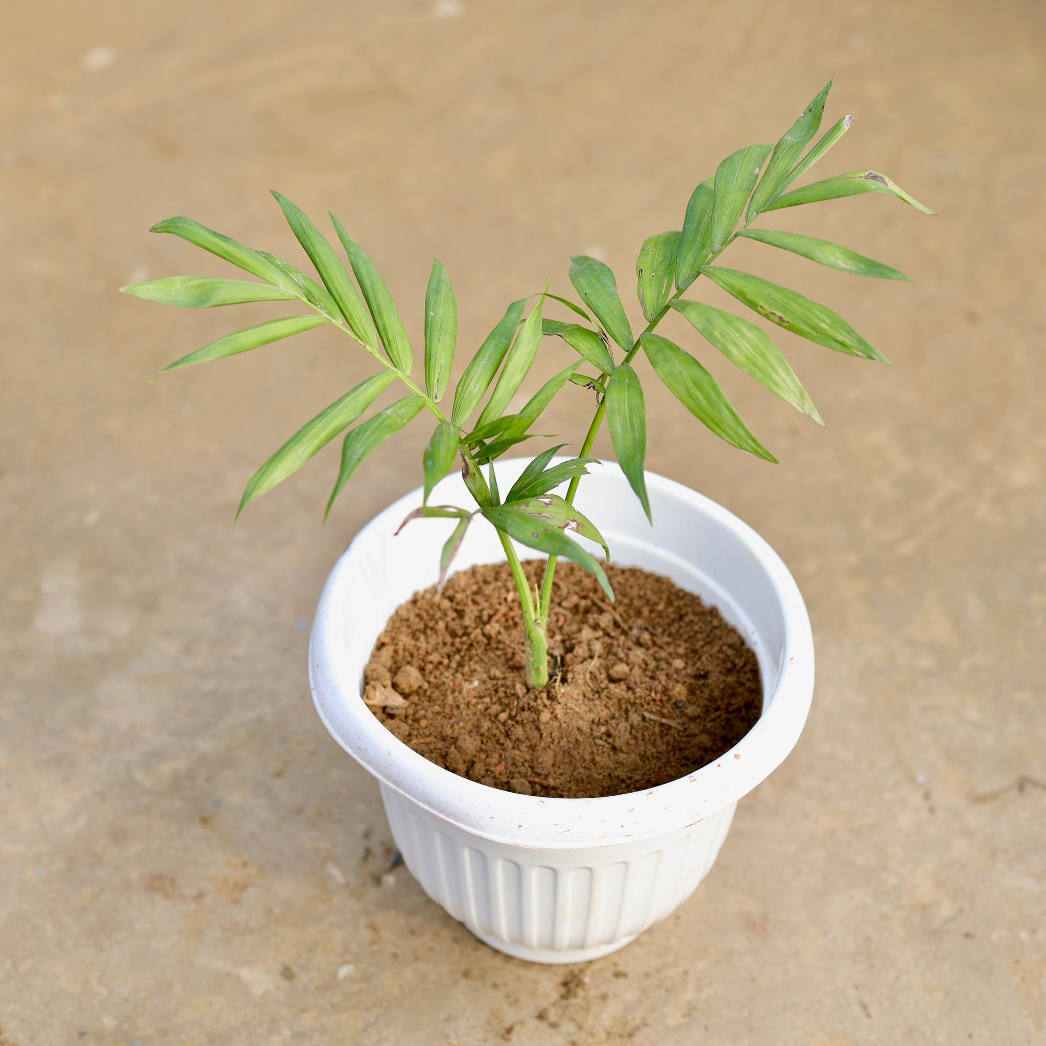 Chamaedorea Palm in 8 Inch White Olive Plastic Pot