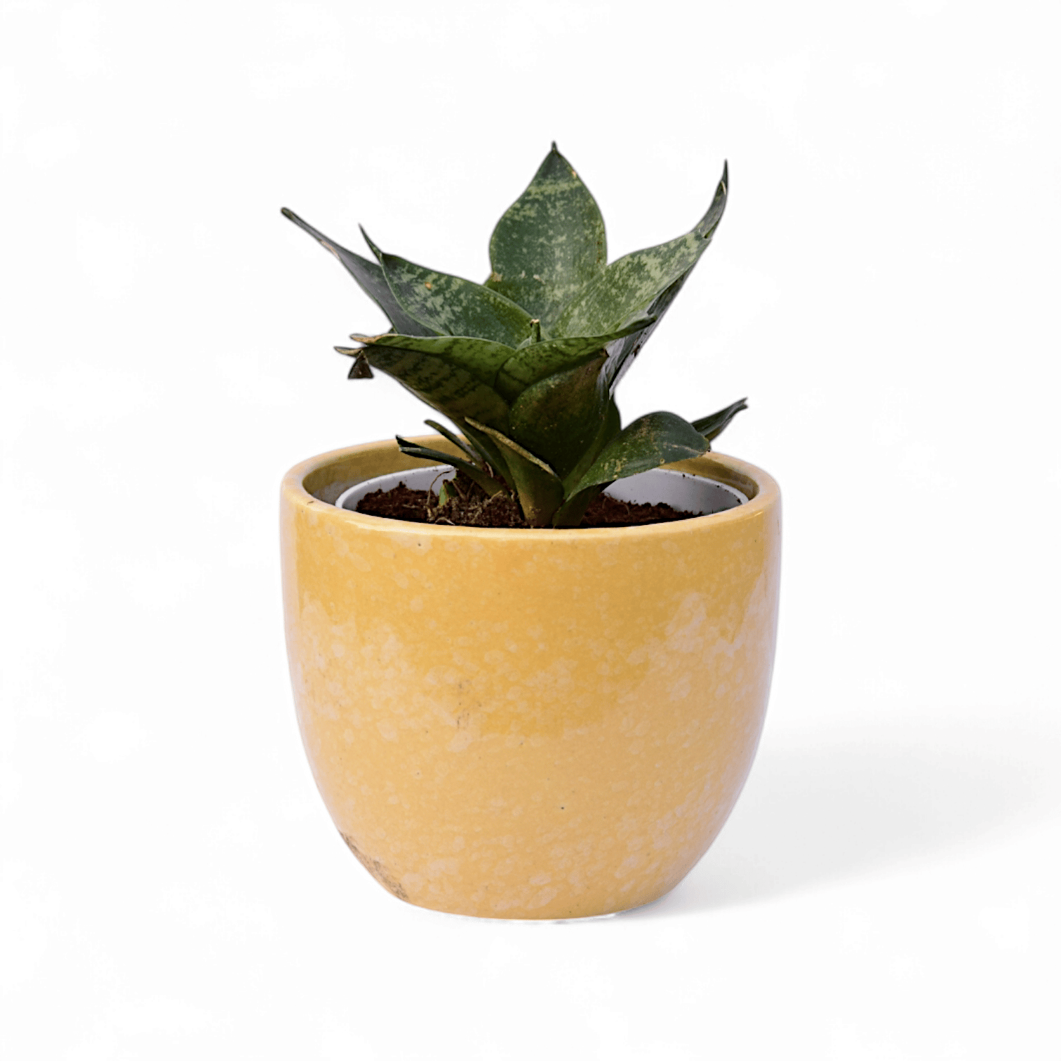 Snake Green in 3 Inch Yellow Classy Cup Ceramic Pot